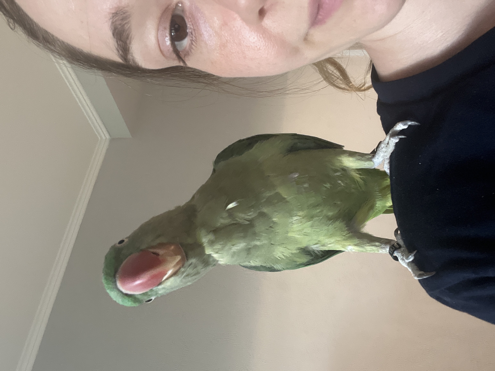 A medium shot captures a person and a green parrot in a close-up. The parrot is perched on the person's left shoulder, facing the camera with its head tilted to the left, displaying its bright red beak. Its talons grip the person's black t-shirt. The person, only partially visible on the right side of the frame, has fair skin and brown hair. Their right eye, with visible eyelashes and brown iris, is the most prominent facial feature. The background consists of a light-colored wall and ceiling with white molding. The lighting suggests an indoor setting.