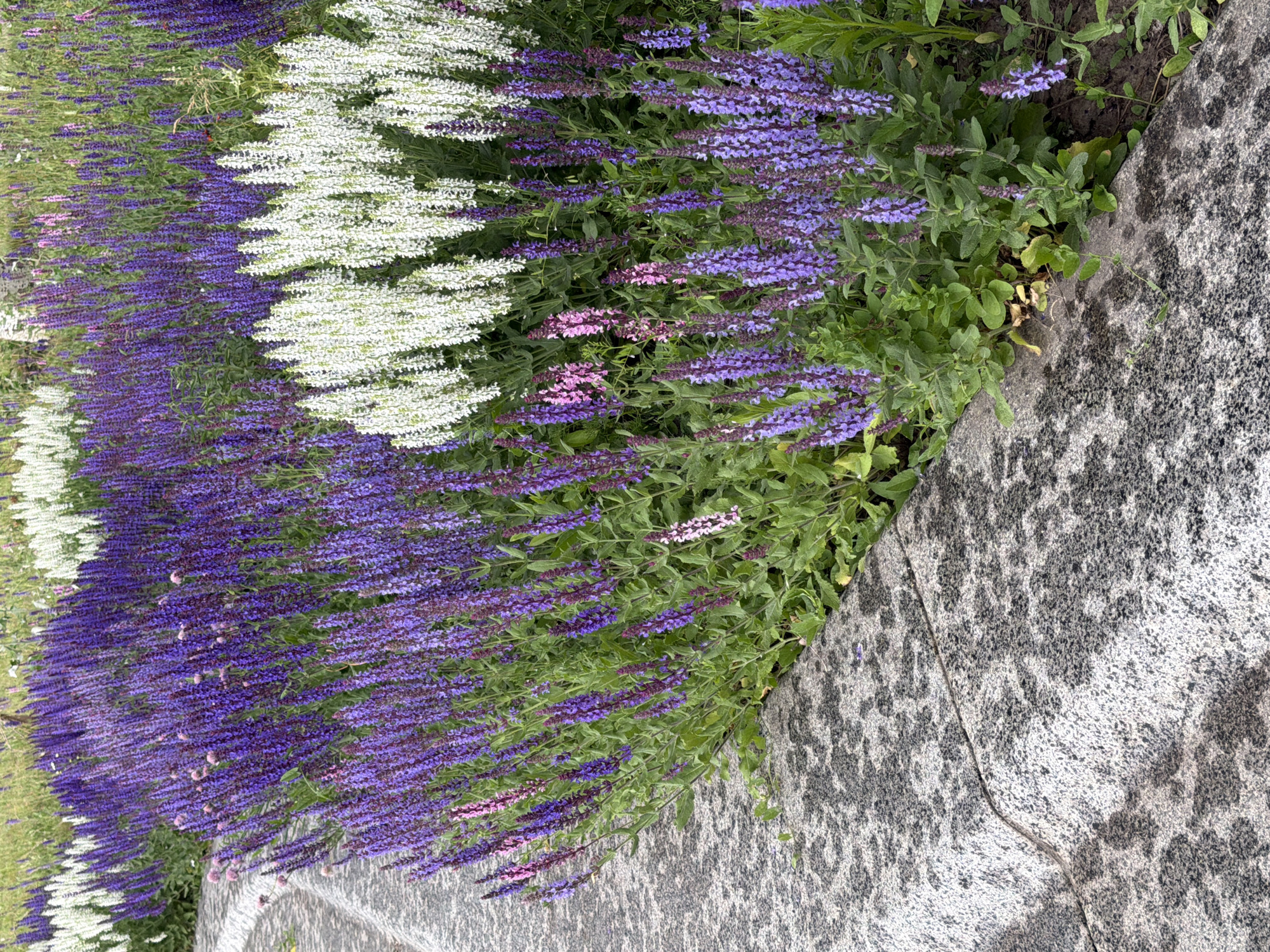The image depicts a garden bed filled with purple and white flowers, likely Salvia. The flowers are arranged in dense clusters, with the purple flowers forming the foreground and middle ground, and the white flowers in the background. A stone border, possibly granite, runs along the left side of the image. The environment appears to be a park or a botanical garden. There are no people or animals visible in the image. The lighting suggests it is daytime, likely sunny or partly cloudy. The location is not specified in the image.