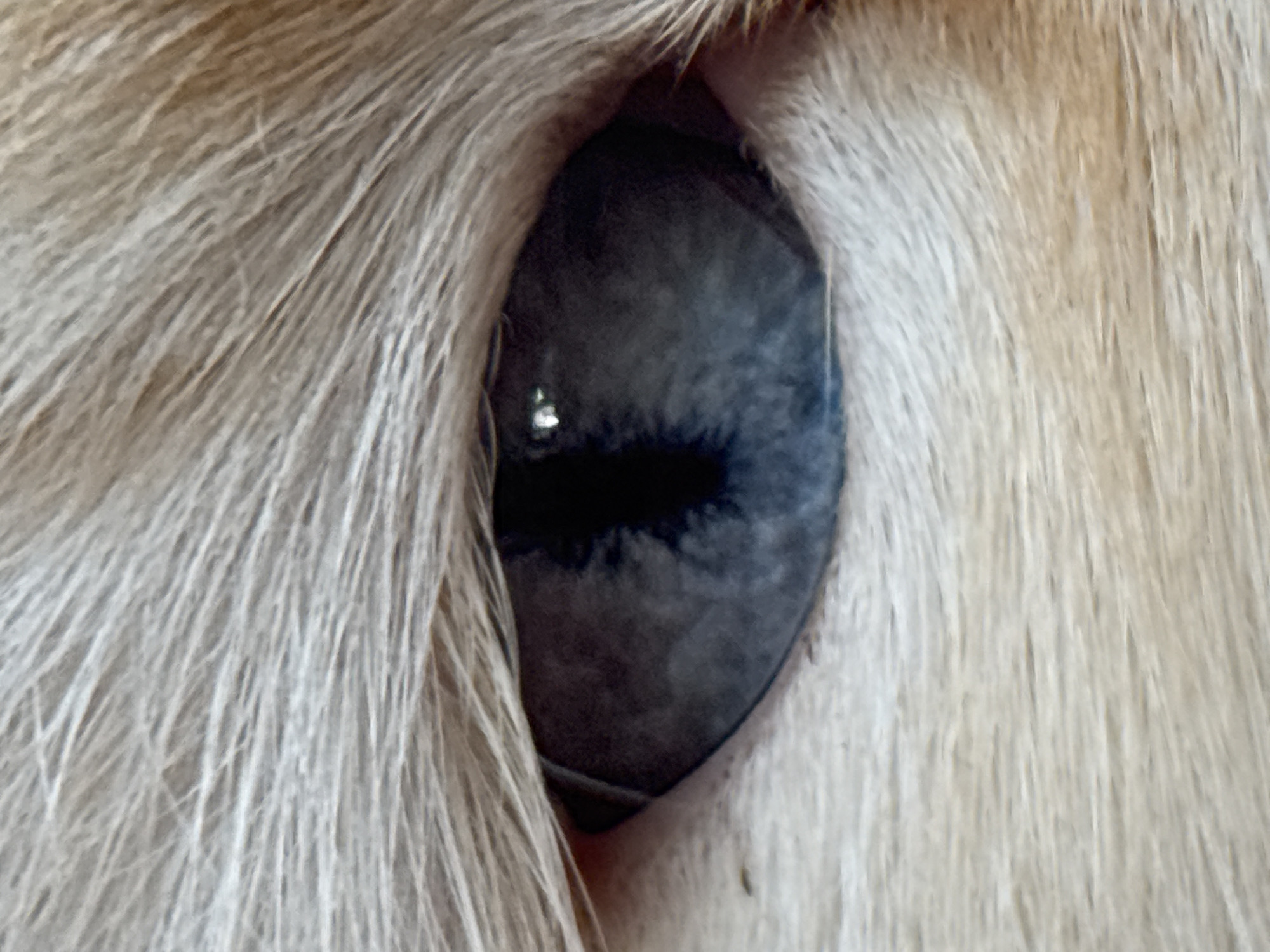 The image is a close-up of a canine eye, likely a dog's, surrounded by tan-colored fur. The iris is a shade of blue-gray, with a black pupil and a small white reflection visible on the surface. The fur appears to be dense and slightly matted. The image does not provide any information about the location in Chaikovsky, Russia, or about any people, actions, or interactions. The focus is solely on the eye and the surrounding fur.