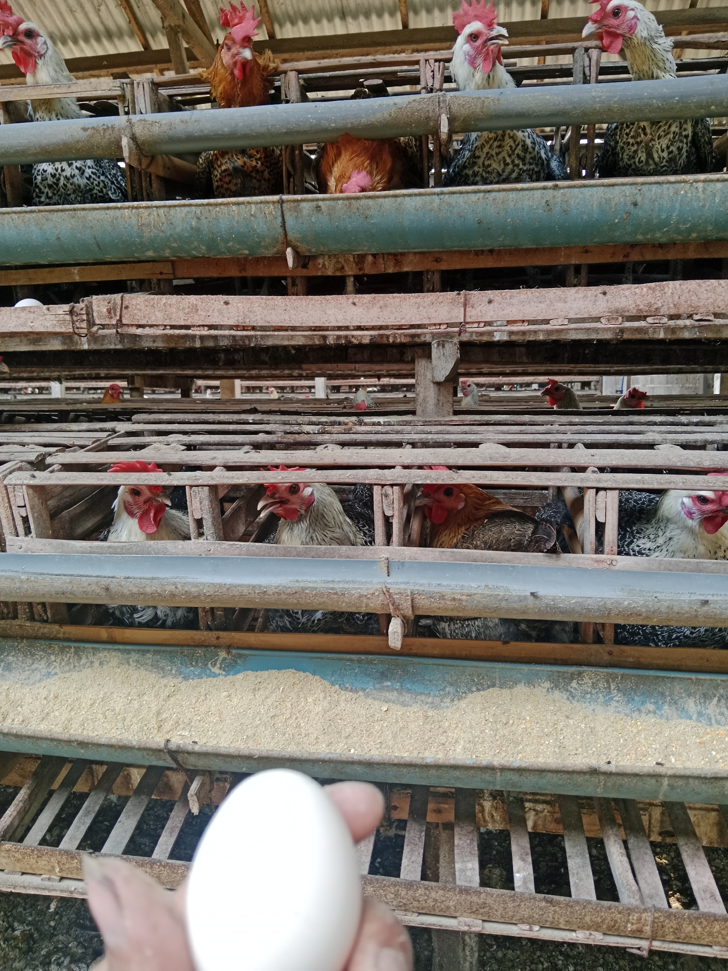 The image shows a multi-tiered chicken coop, likely at a farm in Ringinrejo, Indonesia. The coop is constructed from weathered wood and metal. Several chickens are visible in cages on different levels. In the foreground, a hand holds a white egg. The chickens appear to be a mix of breeds, with some having white and black speckled feathers, and others with reddish-brown plumage. The cages are filled with straw and bedding material, and there is a feeder trough with feed visible on one level. The overall impression is of an active, working farm environment.
