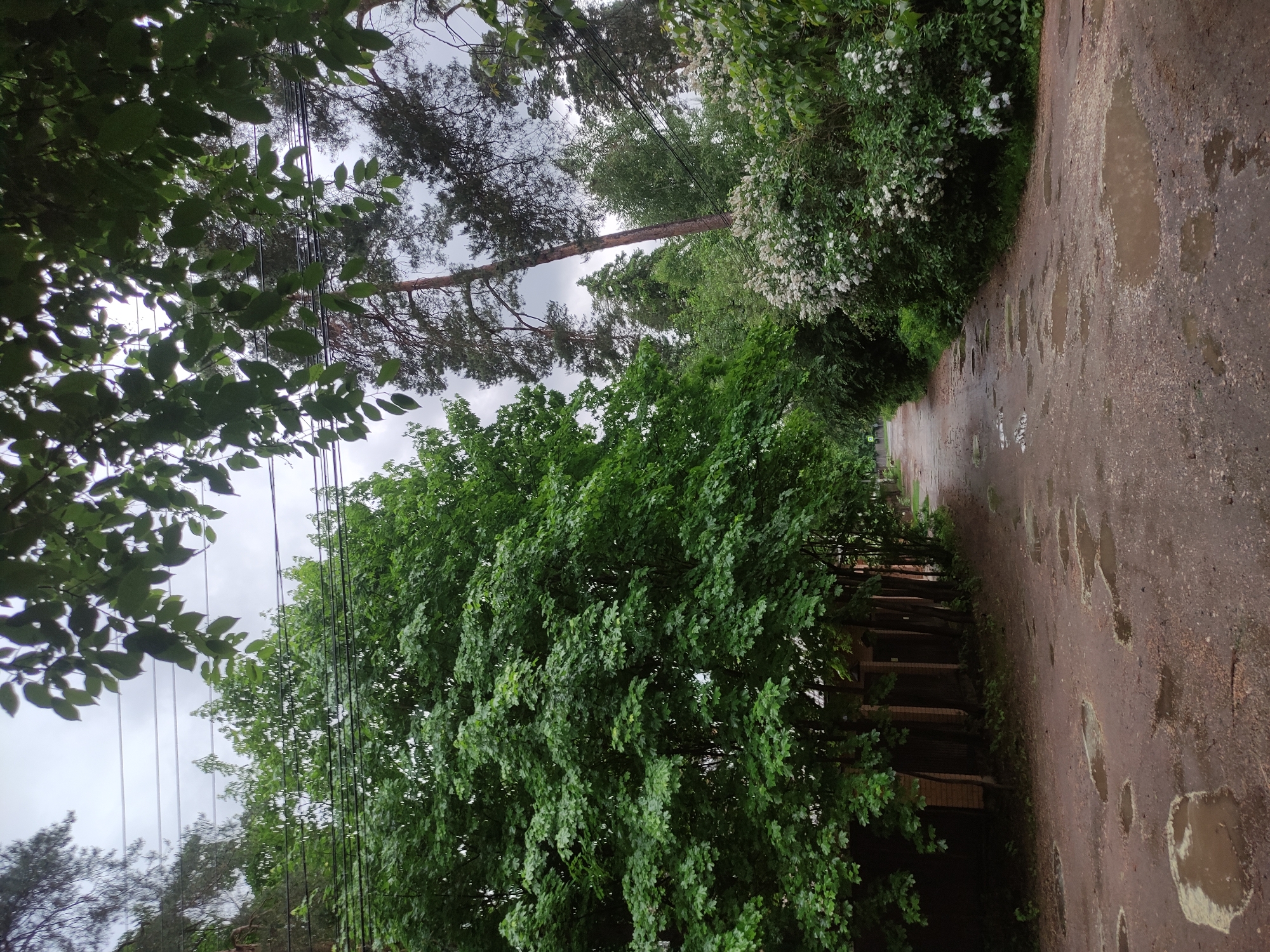 The image depicts a rural road in Kratovo, Russia, characterized by its weathered asphalt surface speckled with numerous puddles reflecting the overcast sky. The road is flanked by dense vegetation; to the left, a thick row of green trees obscures a low fence, while the right side is bordered by a mix of greenery, including what appears to be flowering shrubs. Above, power lines run through the branches of taller trees, suggesting a connection to a nearby residential area. The overcast sky contributes to a muted color palette, dominated by greens and grays. There are no people, subjects, objects, actions or interactions.