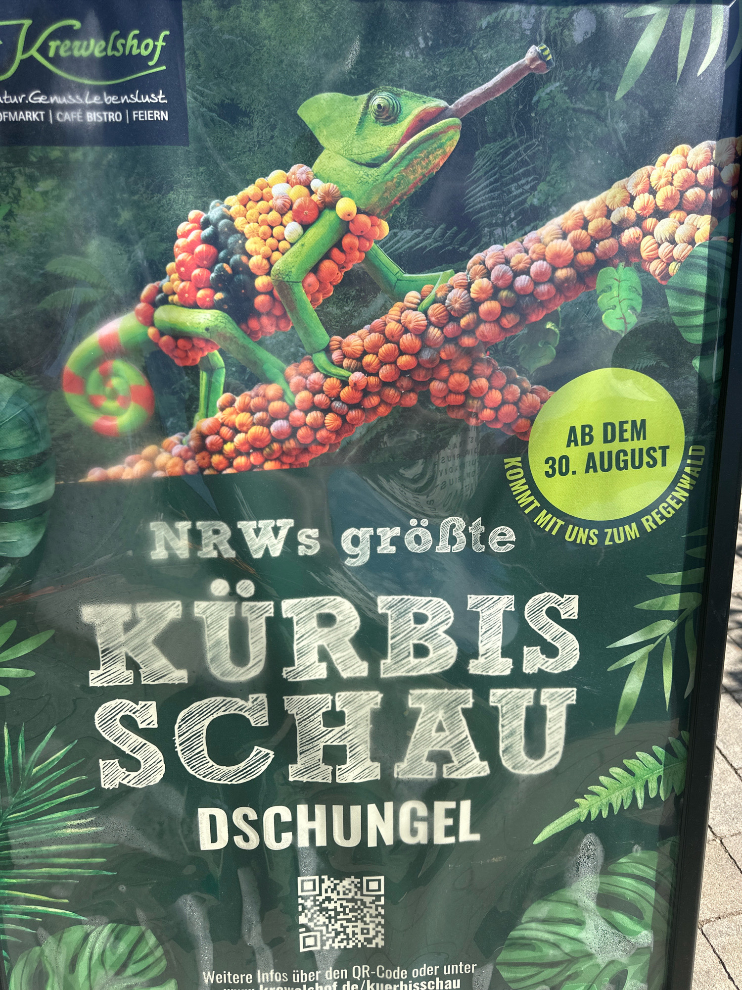 A poster for the "Krewelshof" located in Mechernich, Germany, features a large, colorful image of a chameleon made of pumpkins and gourds, perched on a branch. The text on the poster announces "NRWs größte Kürbis Schau Dschungel" (NRW's largest pumpkin show jungle) and indicates the event starts on "AB DEM 30. AUGUST" (From August 30th). A green circle with text reads "KOMMT MIT UNS ZUM REGENWALD" (Come with us to the rainforest). The bottom of the poster includes a QR code and text directing viewers to "Weitere Infos über den QR-Code oder unter www.krewelshof.de/kuerbisschau" (Further information via the QR code or at www.krewelshof.de/kuerbisschau). The poster is mounted outdoors, with a paved surface visible at the bottom.