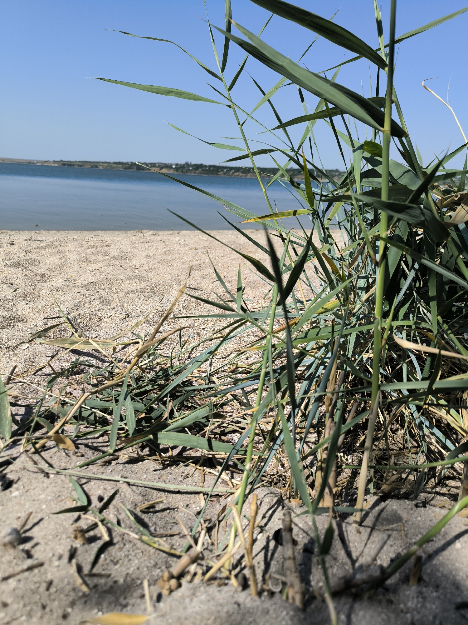 A low-angle, close-up shot captures a patch of sandy beach with dry grass and reeds in the foreground, obscuring the view of a body of calm, blue water. The water stretches to the horizon, meeting a clear blue sky. Along the distant shoreline, a thin strip of land with sparse vegetation and some man-made structures is visible. The scene is devoid of people. This image was taken on the Kinburn Spit, near Mykolaiv, Ukraine.