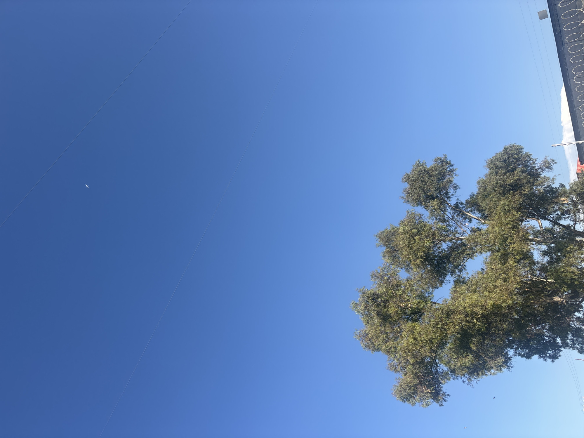 The image shows a clear, bright blue sky with a tree on the right side and power lines extending across the sky to the left. A small bird is visible flying in the lower right corner of the frame. There is a wire fence in the top-right corner. The location is Buenavista, Mexico.