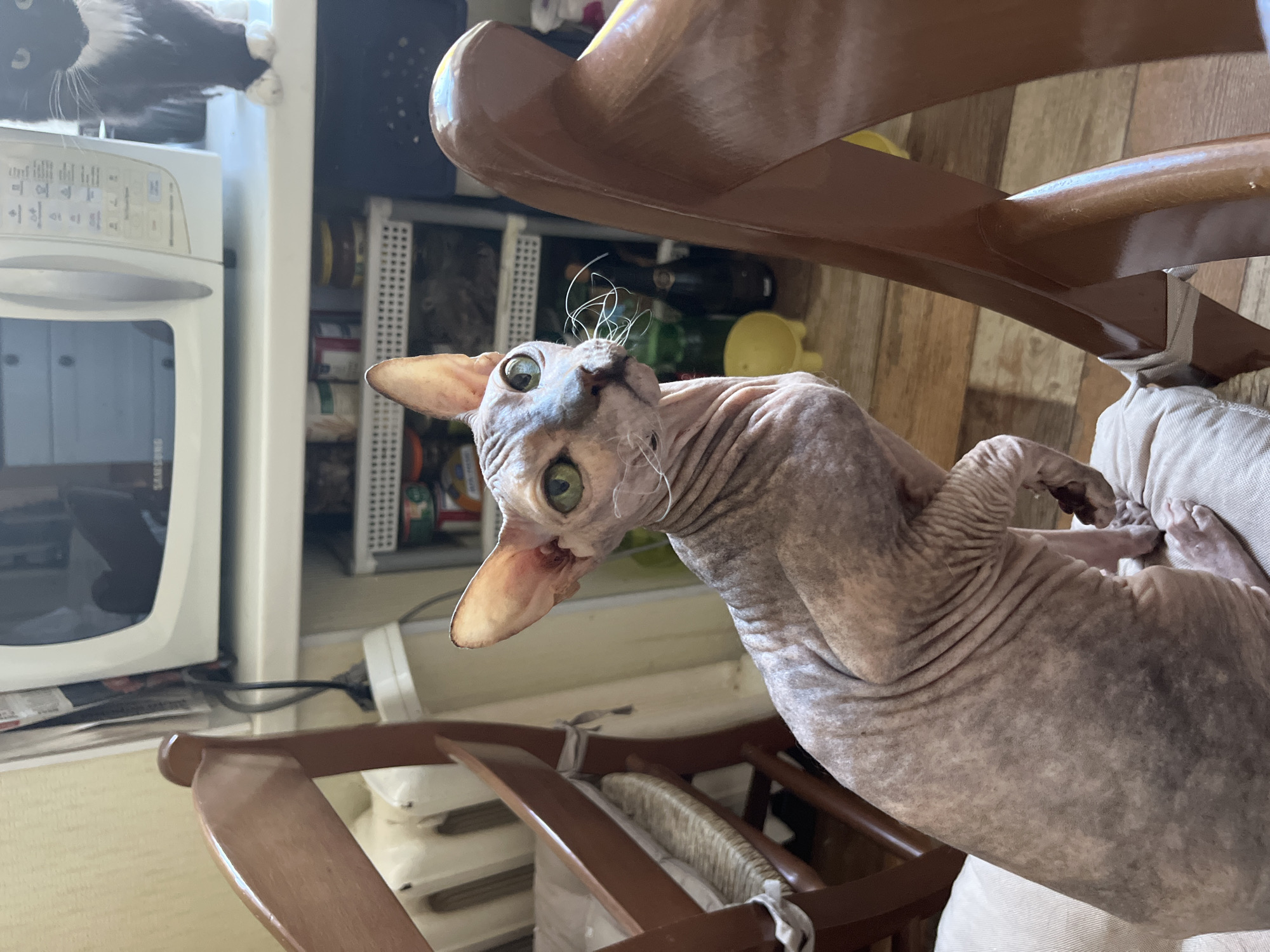 A sphynx cat with wrinkled, pinkish-grey skin and large, green eyes sits on a cream-colored cushion. The cat is looking towards the right side of the frame. In the background, a microwave oven is visible on a shelf, and to the right, a black and white cat is partially visible. Wooden chairs are present on the left and right sides of the image. The environment appears to be an indoor domestic setting, possibly a kitchen or living area. The image does not contain any information that would allow for determination of its location in Korolyov, Russia.