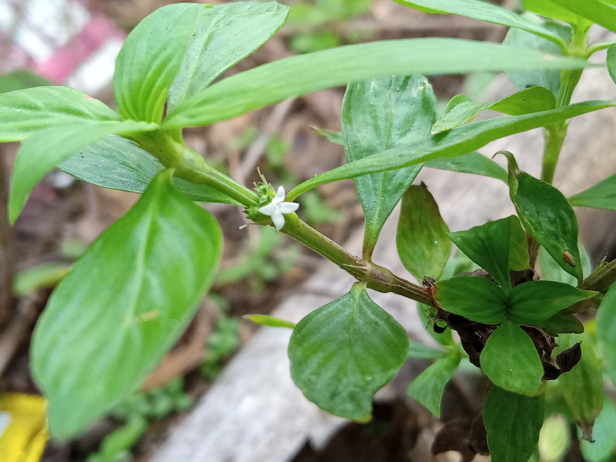 A close-up shot reveals a green plant with small, ovate leaves and a tiny white flower. The plant's stem is green and appears segmented, with leaves growing in pairs or clusters along its length. The flower has a star-like shape with five petals. The background is blurred, suggesting a natural environment possibly in the city of Meunasahdayah, Indonesia, based on the user's prompt. The lighting is bright, casting shadows on some of the leaves. An ant is crawling nearby.