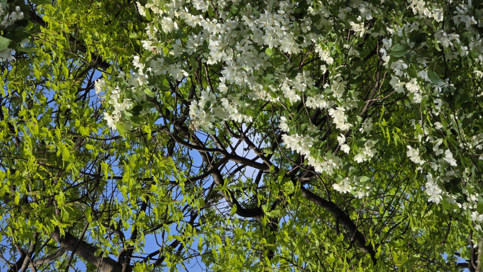 The image shows a view looking up into the canopy of trees. Some of the trees have light green leaves, while others are covered in white blossoms. The sky is visible in patches through the branches and leaves. The location may be Saint Petersburg, Russia, based on the possible local trees and vegetation, though the image alone is not conclusive.