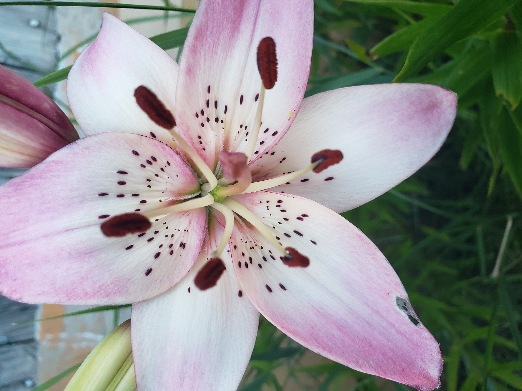 This is a close-up, eye-level, outdoor shot of a pink and white lily flower. The flower has six petals, with some petals being mostly white with pink edges and dark speckles, while others are pink with white edges and fewer speckles. The center of the flower shows the pistil and stamens. The background is a blur of green foliage and a hint of a wooden fence. The lighting suggests it is daytime, with no indication of specific weather conditions. The image appears to be taken in a garden or natural setting, with no people visible. The location context provided is Nizhny Novgorod, Russia. There is no visible text in the image.