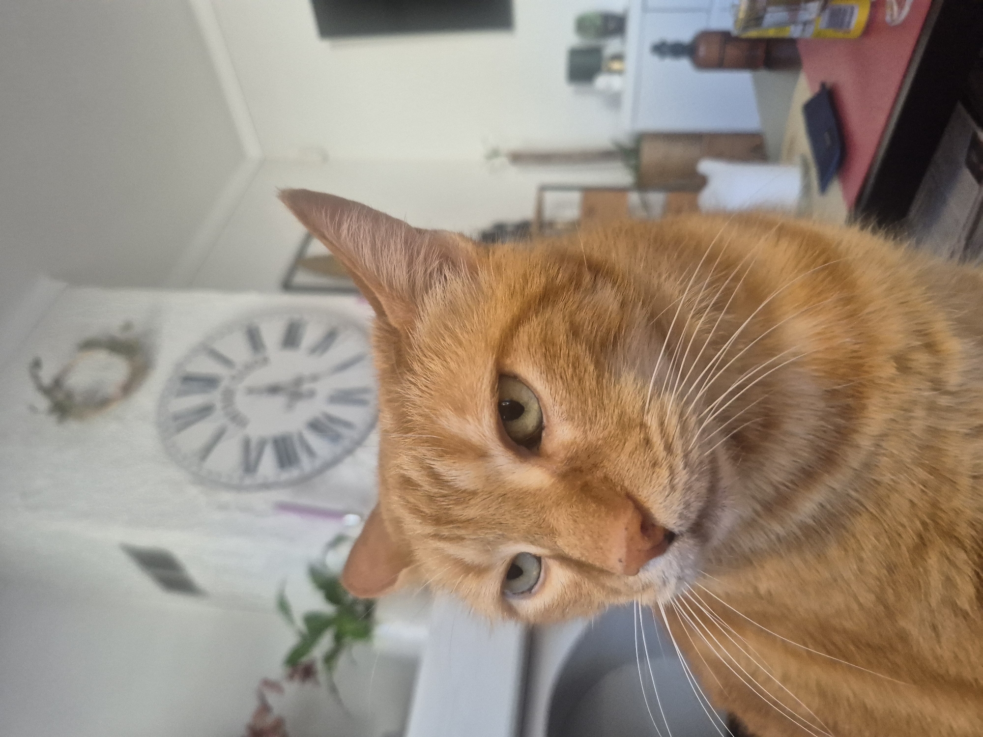 An orange tabby cat with green eyes is captured in a close-up shot, looking to its left with a slightly judgmental expression. The cat is positioned in the foreground, with its head and shoulders filling most of the frame. Its whiskers are prominent and spread out. The background is blurred, but appears to be an indoor setting. A large decorative clock with Roman numerals is visible on the wall behind the cat. To the left of the clock, a potted plant can be seen. In the further background, a white cabinet or dresser is visible, adorned with decorative objects including a bottle. The lighting is bright, suggesting it's daytime. The cat's fur is a warm orange color, with darker stripes visible on its head and body. The image is taken from a slightly low angle, looking up at the cat. The scene does not provide any information about the city of Castelló d'Empúries, Spain.