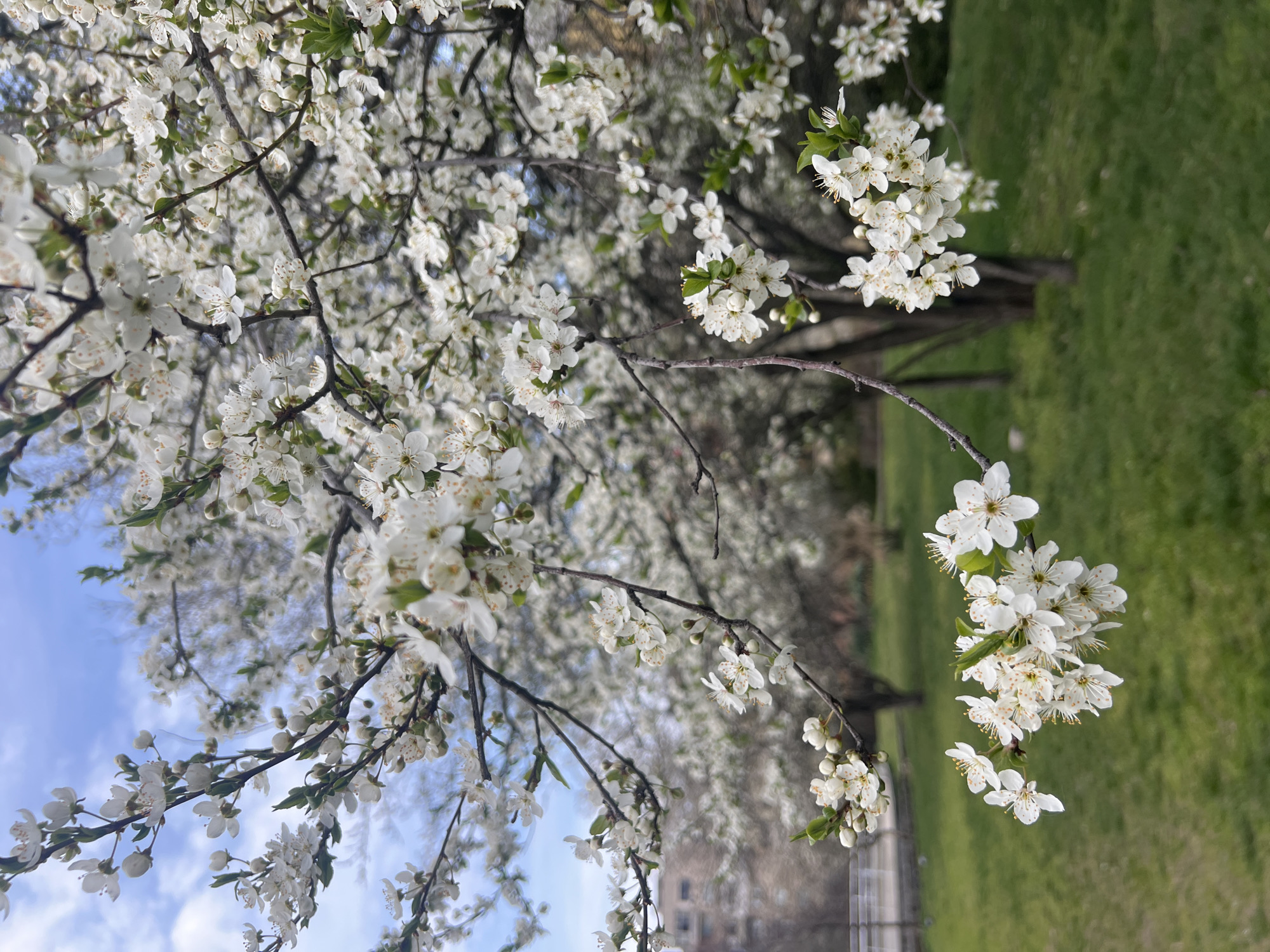 The image shows a tree in full bloom with white flowers. The branches are thin and covered in blossoms. The background includes blue sky with some clouds, a patch of green grass, and some out-of-focus trees and buildings. The photograph appears to have been taken in Sofia, Bulgaria, although specific location details are not visible.