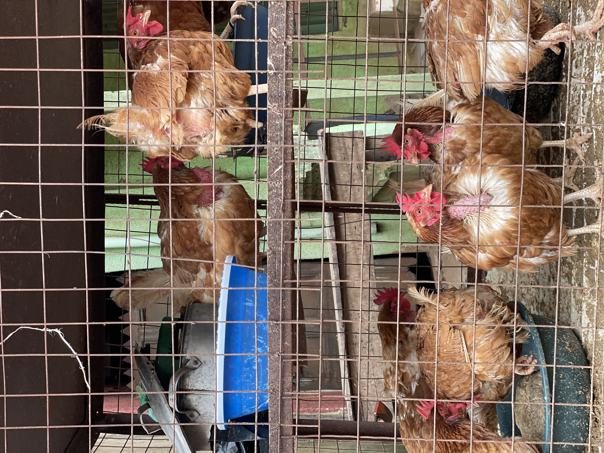 The image shows several brown chickens confined in cages. The cages appear to be made of metal wire mesh. The chickens are crowded together, with visible signs of feather loss on their necks and breasts. A blue and white plastic container is attached to one cage. The location is Onitsha, Nigeria. The environment seems to be a market or a trading site because it features many cages. The scene is about animals in enclosures, possibly for sale or consumption, in Onitsha, Nigeria.