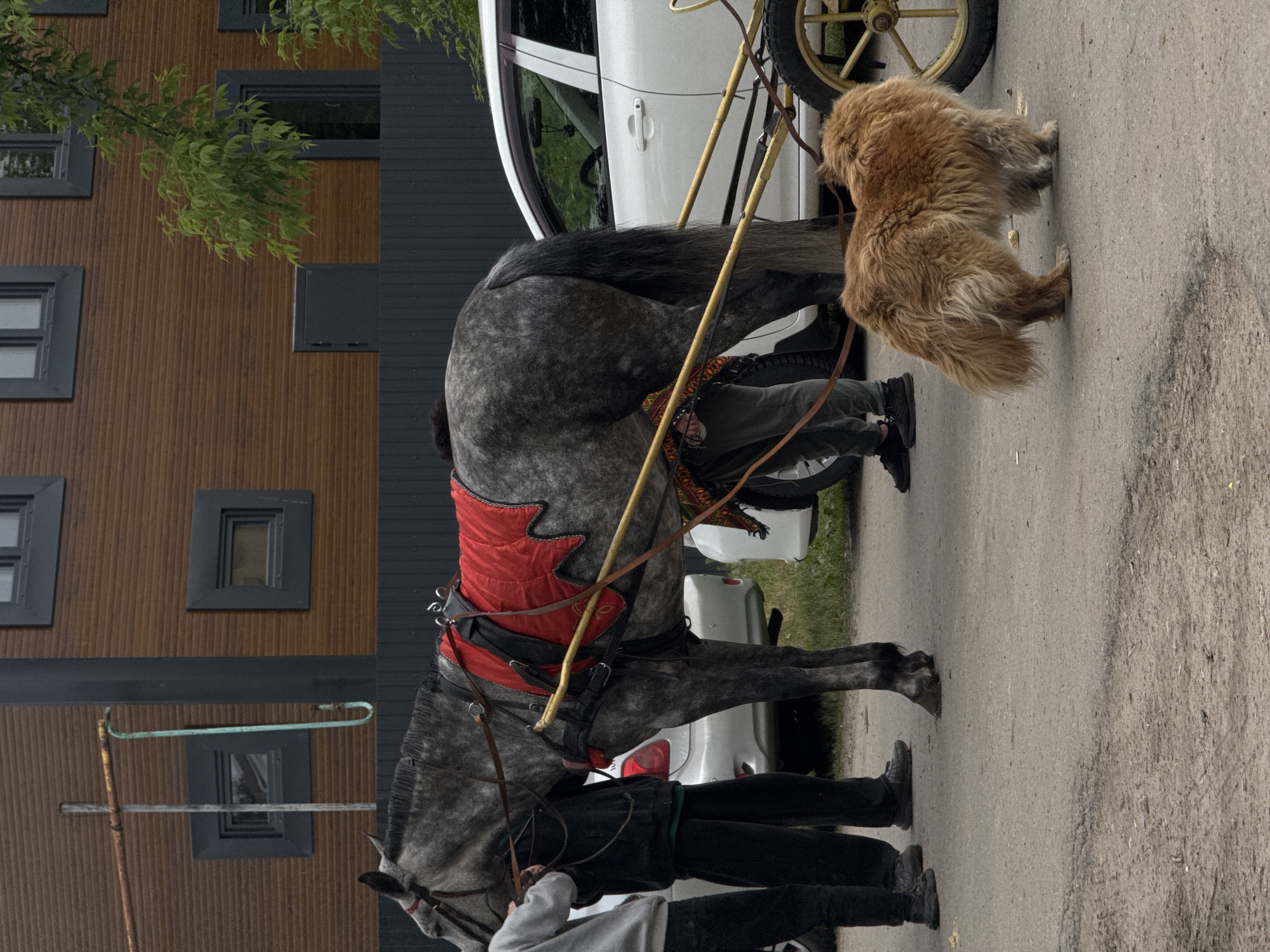 A horse-drawn carriage scene with a gray dappled horse wearing a red and black harness is standing on a paved road. An individual in black pants and a grey shirt is standing near the horse's head, and another person wearing black pants and black shoes appears to be interacting with the horse. Beside the horse is a medium-sized brown dog. Behind the horse and carriage is a white car and a building with brown siding and gray-framed windows. The location is possibly Nizhny Novgorod, Russia.
