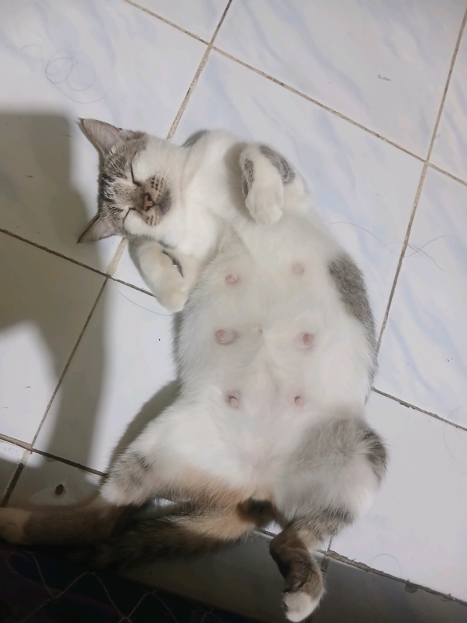 A domestic cat is lying on its back on a tiled floor, its eyes closed and its paws curled up. The cat is predominantly white with grey patches on its head and body. Its belly is exposed, revealing several pink nipples. The tiled floor appears to be light-colored with dark grout lines. A few stray hairs are visible on the tiles. The scene is indoors, possibly in a home or a similar setting. There is no indication of the specific location within Banyuwangi, Indonesia, beyond it being a domestic interior.