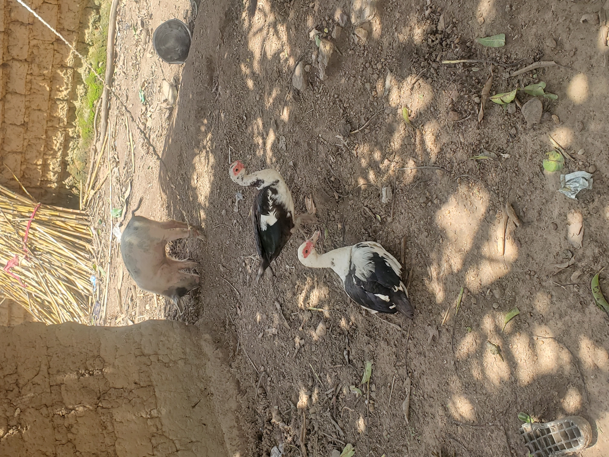 The image depicts an outdoor scene in Wumat Central, Nigeria. In the foreground, two Muscovy ducks are visible on the dry, dirt ground. The duck on the left is facing to the left and appears to be walking, while the duck on the right is facing to the left and is sitting. Both ducks have black and white plumage and distinctive red caruncles around their eyes and beaks.
In the mid-ground, a young pig is facing away from the camera and rooting in the dirt. The pig is light pinkish-white with some dark markings on its head and back, and it is tethered by a rope around its hind leg. Behind the pig, a wall constructed of mud bricks is visible, topped with a thatched roof or structure made of dried reeds or bamboo.
The environment is arid, with dry soil, scattered small stones, and a few fallen leaves. Some debris, including what appears to be a discarded plastic bag, is present on the ground. The scene is partially shaded, indicating the presence of overhead foliage, possibly from a tree. In the background, a dark, circular object, possibly a metal basin or bowl, is visible on the ground.