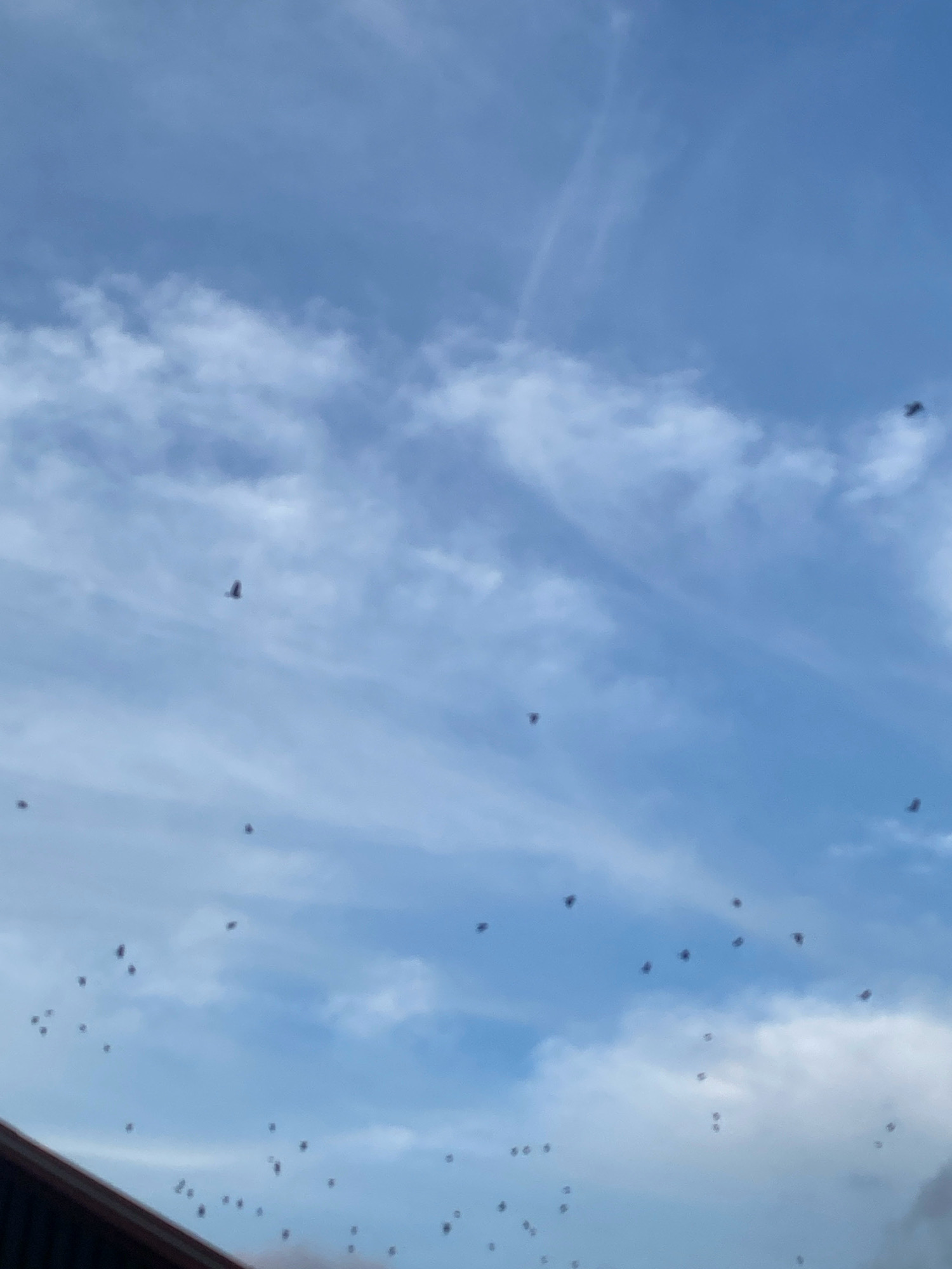The image shows a flock of birds flying in a blue sky with scattered white clouds. The lower left corner shows a dark brown roofline, suggesting an outdoor scene. While the image is not specific enough to determine the exact location in Nowy Sącz, Poland, the presence of a roofline indicates a built environment, likely a residential or urban area. The birds are the primary subjects, depicted as dark silhouettes against the sky, with no discernible details about their species or individual characteristics. The lighting suggests it is daytime, possibly overcast due to the clouds.