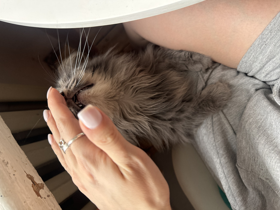 An indoor close-up photograph captures a light-skinned human hand interacting with a small grey feline. The hand displays short nails with light pink polish and white tips, and a silver-colored ring with an intricate design is worn on the fourth finger. The hand is positioned gently over the cat's upper muzzle. The cat has dense, medium-length grey fur, with its mouth open, revealing small, sharp teeth (canines and incisors) and long white whiskers. Its front paws are tucked, and it rests on a lap clad in grey fabric, possibly sweatpants or shorts. In the upper left background, a distressed white wooden surface is visible. A smooth white object is partially visible on the right side of the frame. The specific location within Moscow, Russia, cannot be determined from the visual information provided in the image.