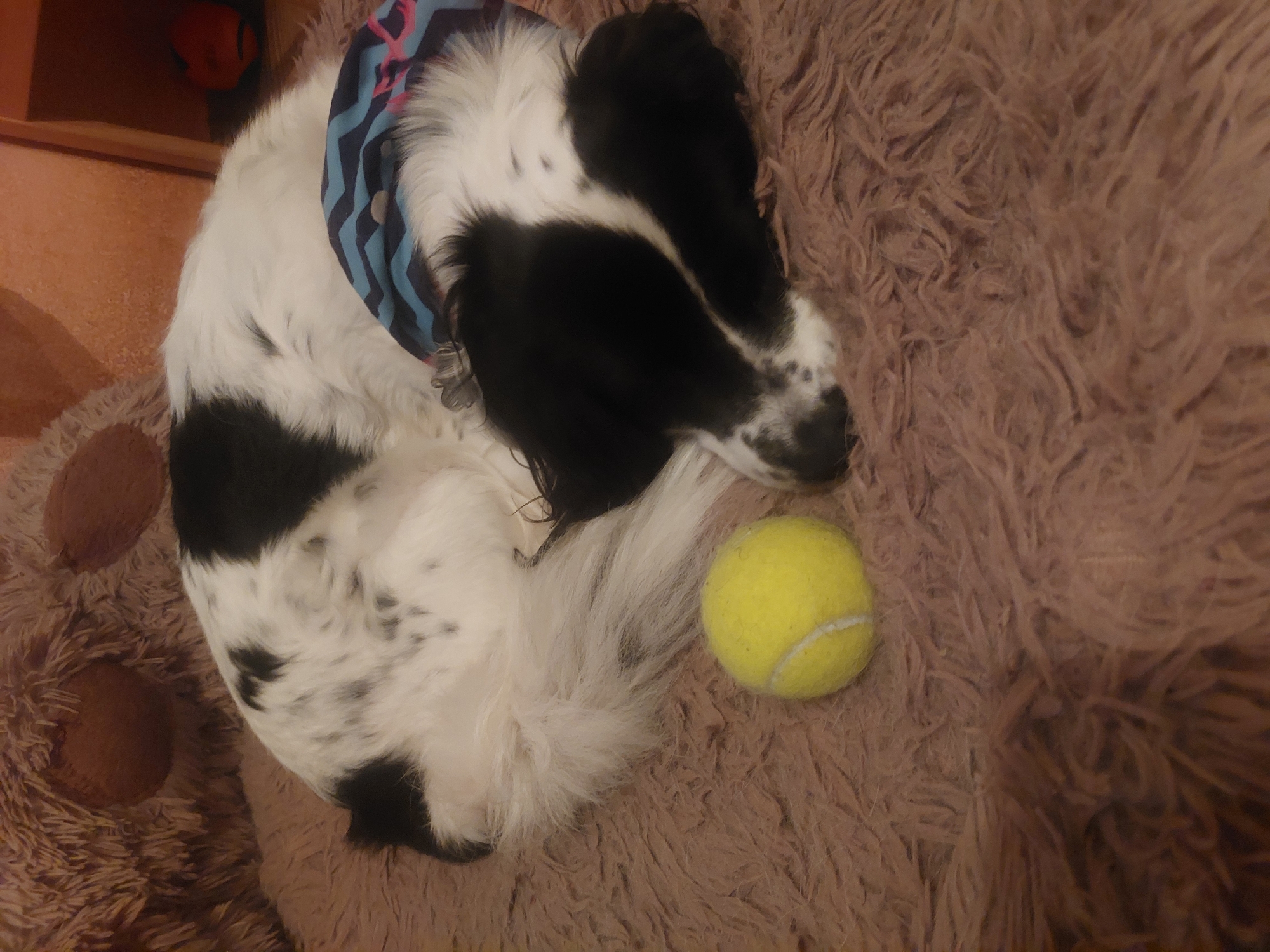 A medium shot depicts a black and white dog curled up on a brown, shaggy dog bed with a yellow tennis ball resting next to it. The dog is wearing a blue and black zigzag-patterned bandana around its neck. The dog bed is positioned on or near a wooden surface. The location is presumably indoors, but there's no indication of the city of Tsarevo, Bulgaria.