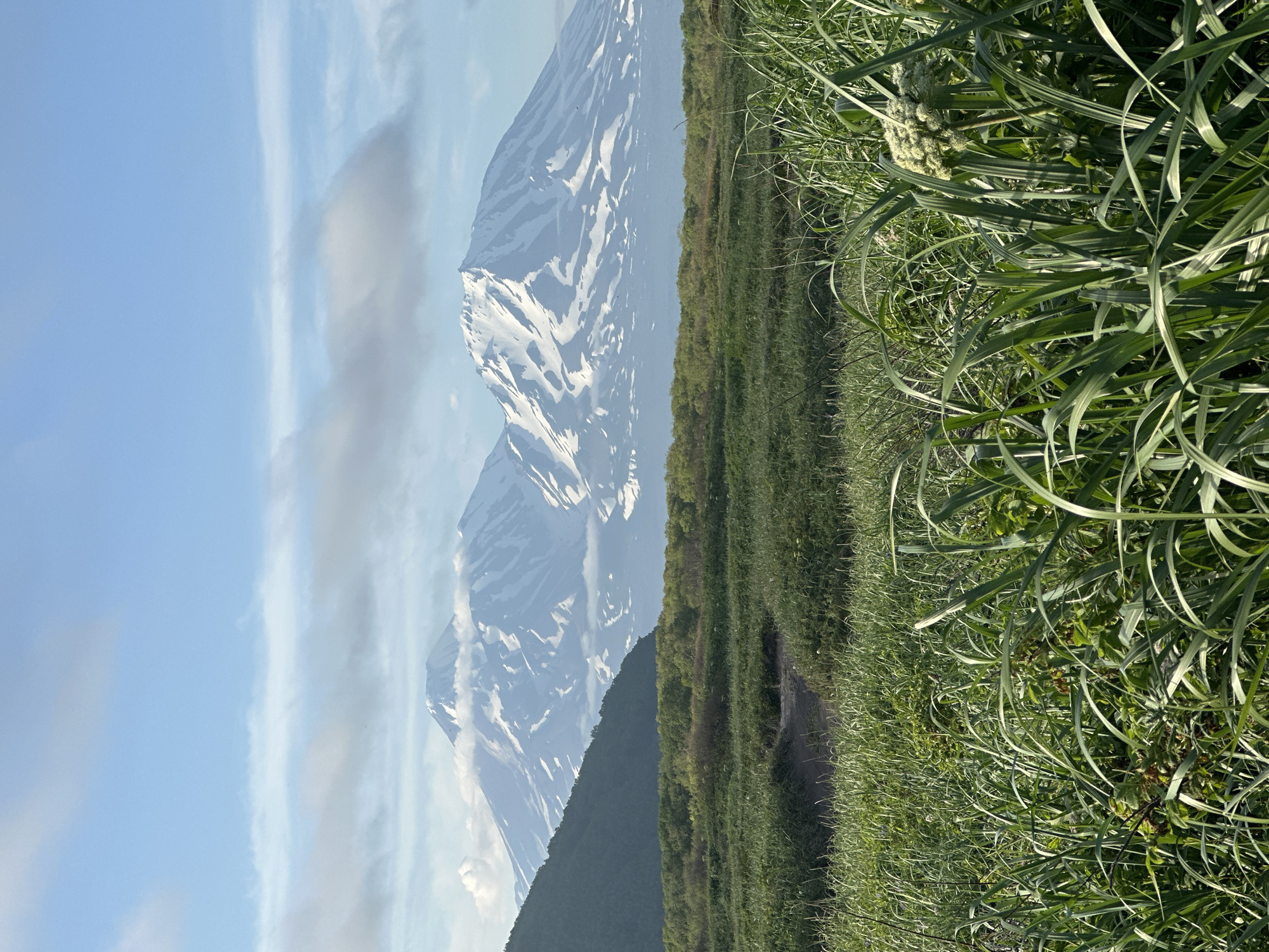 This is a vertical, eye-level, medium shot of a mountainous landscape with snow-capped peaks. In the foreground, tall green grass and other vegetation dominate the frame, obscuring the ground in places. A narrow dirt path is visible winding through the grass. In the midground, a band of lush green trees and bushes stretches horizontally across the image. Behind this, two prominent volcanoes rise majestically, their upper slopes covered in snow. Wispy white clouds drift around the peaks, and the sky above is a clear, soft blue with some faint cirrus clouds. The overall scene suggests a wild, natural environment, likely a view from the outskirts of Petropavlovsk-Kamchatsky, Russia, a city known for its proximity to active volcanoes. There are no people or animals visible in the image.