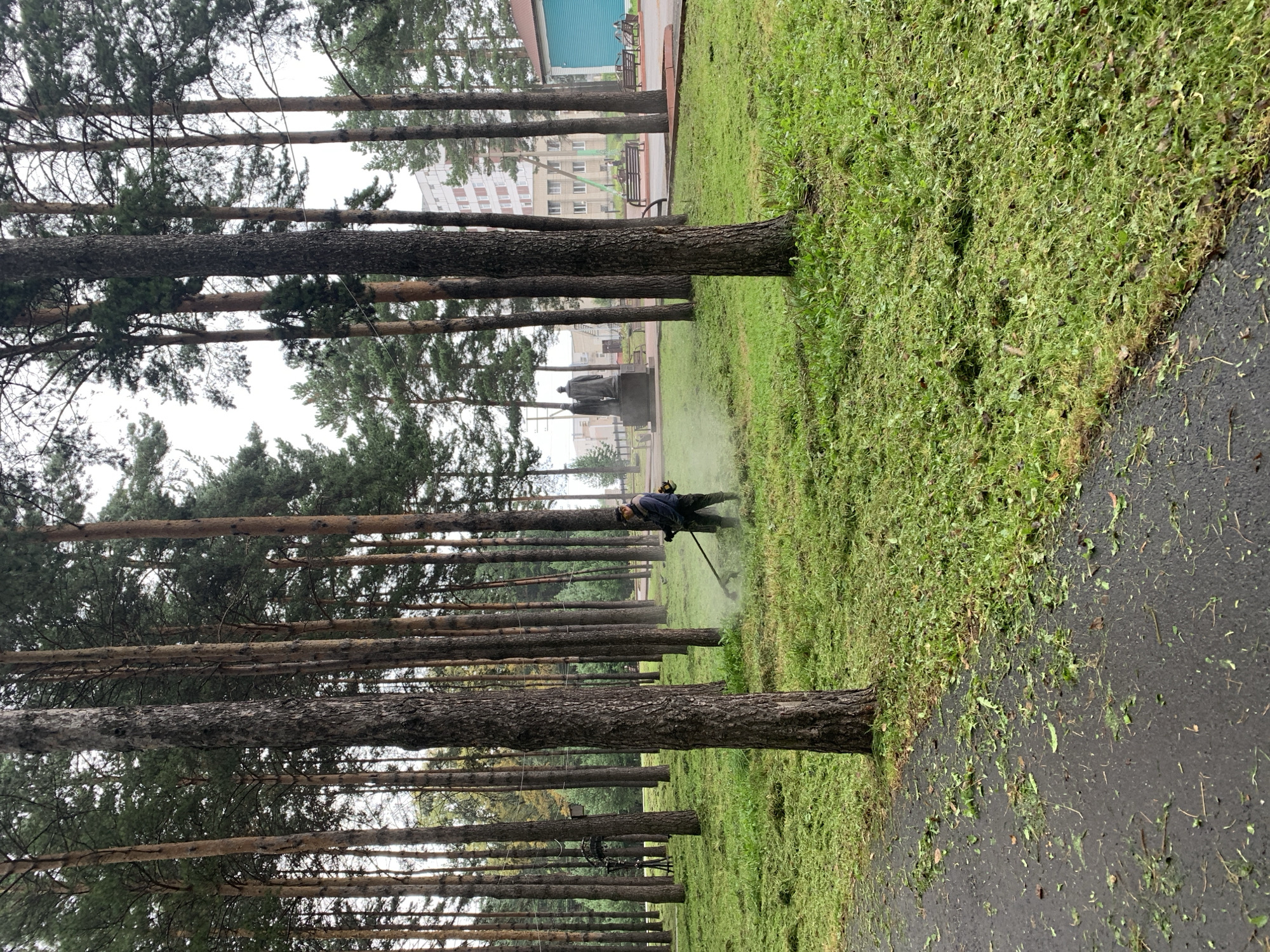 A lone worker is using a string trimmer to cut grass in a park. The park has many tall pine trees, and the ground is covered in freshly cut grass clippings. In the background, there is a statue, benches, and a few buildings, including a multi-story apartment building. The scene appears to be in Prokopyevsk, Russia.