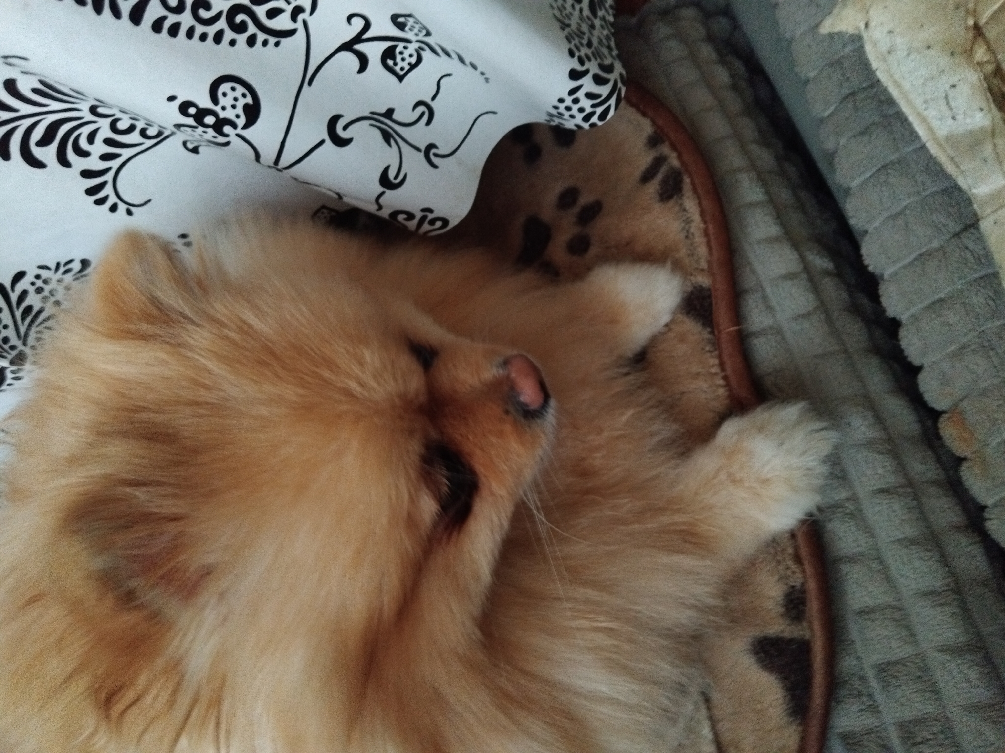 The image shows a close-up of a Pomeranian dog lying down. The dog has fluffy, light brown fur and is looking downwards. A patterned curtain with black floral designs on a white background is visible to the right of the dog. The dog is lying on a padded surface with a subtle leopard print, which is resting on a textured grey blanket. The scene is indoors and appears to be a domestic setting, however, there is no information within the image to identify its location in the city of Apriltsi, Bulgaria.
