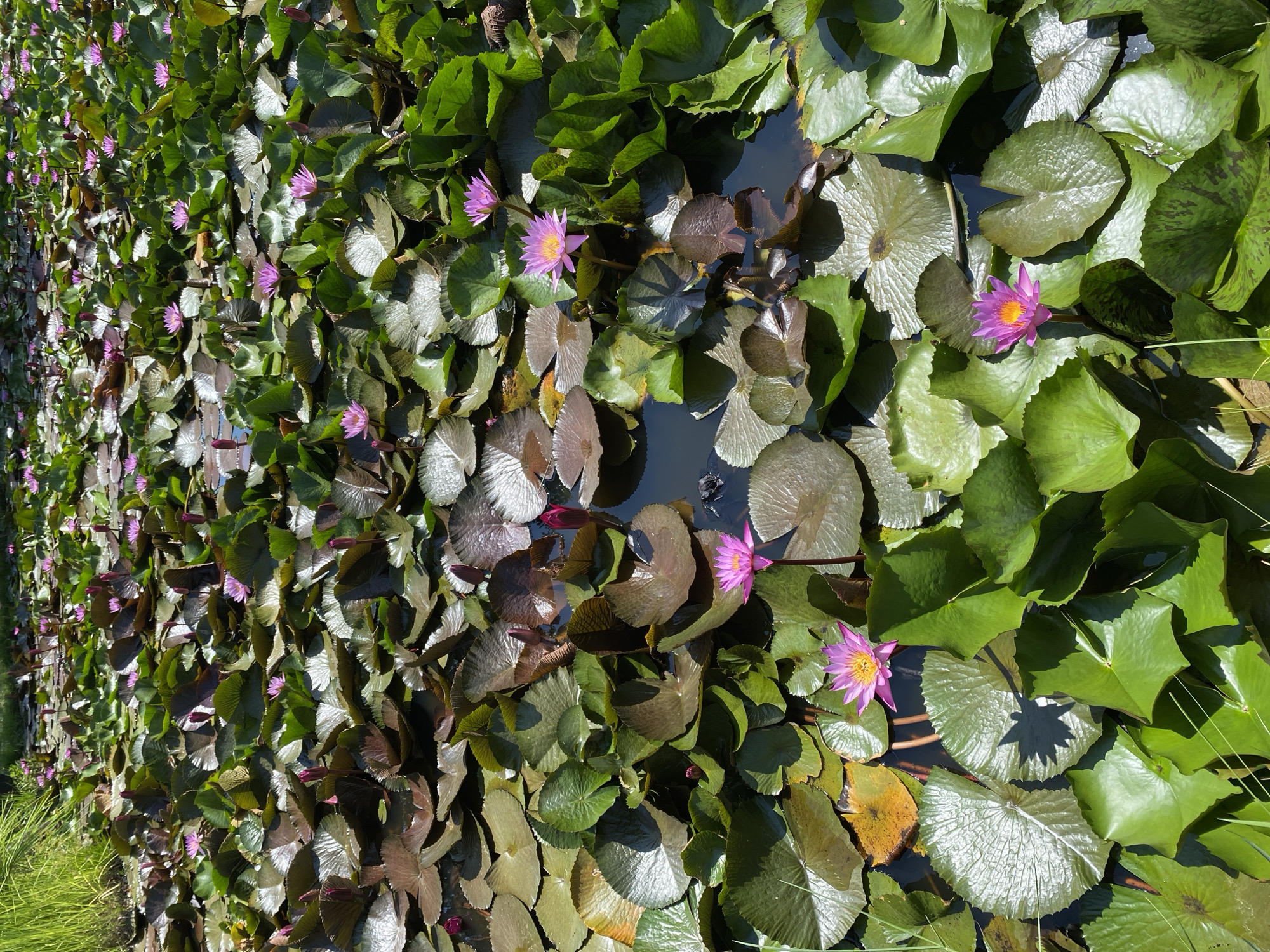 The image shows a pond filled with water lilies in Tay Nha Trang Ward, Vietnam. The water lilies are a mix of pink and purple blooms, with some buds also visible. The leaves are a deep green, some with reddish-brown undersides, and they cover the surface of the water. Tall green grass can be seen on the left side of the image, bordering the pond. The sun is casting shadows on the lily pads, indicating a bright, sunny day. There are no people or animals visible in the image. The scene is one of natural beauty and tranquility.