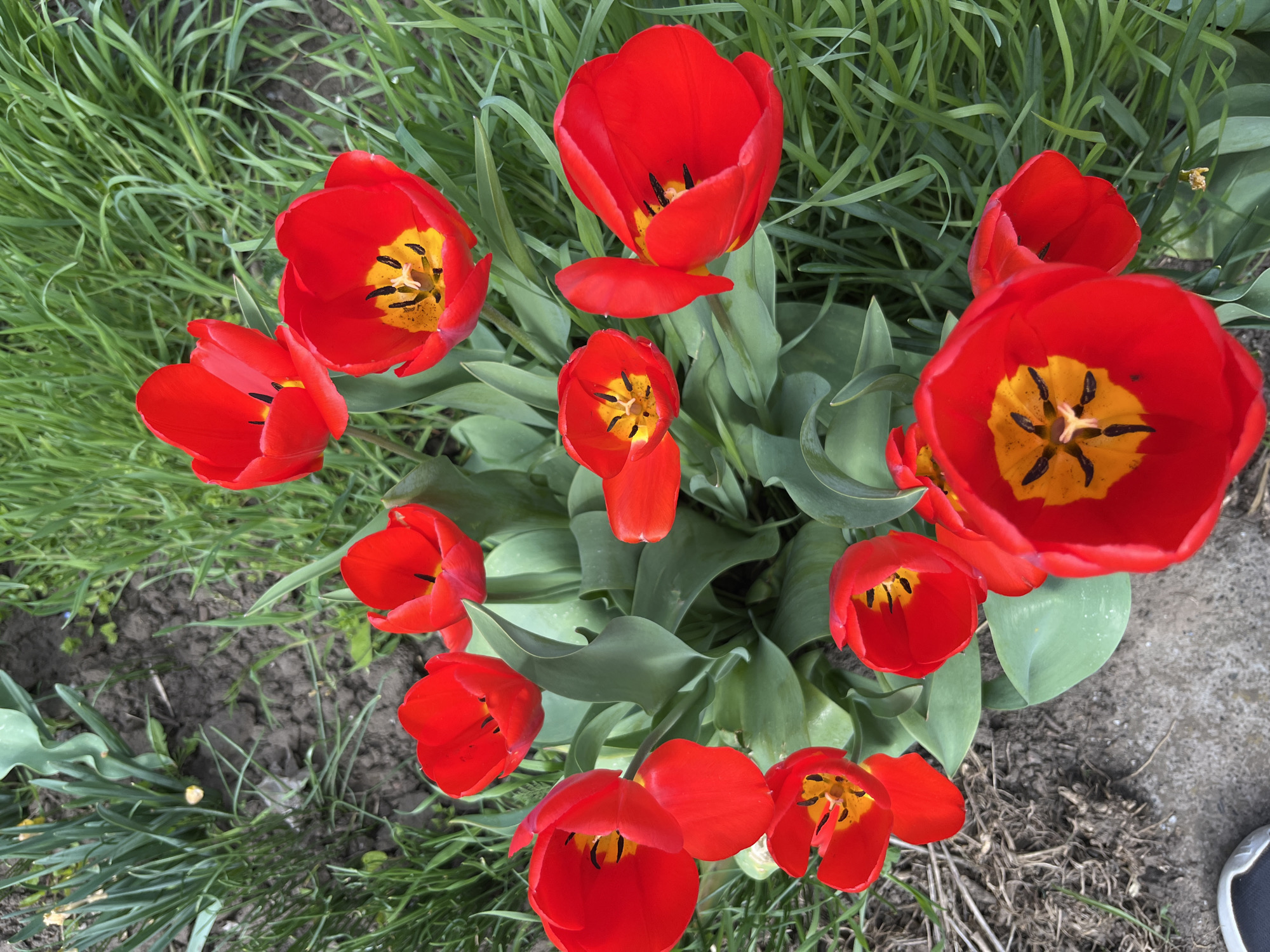 A high-angle, daytime shot shows a cluster of bright red tulip flowers in full bloom, surrounded by green grass and foliage. The petals are open, revealing the flowers' centers, which are a mix of yellow and black. The ground is visible in parts, appearing as dark soil and areas of mixed green vegetation. The scene takes place in Apostolove, Ukraine.