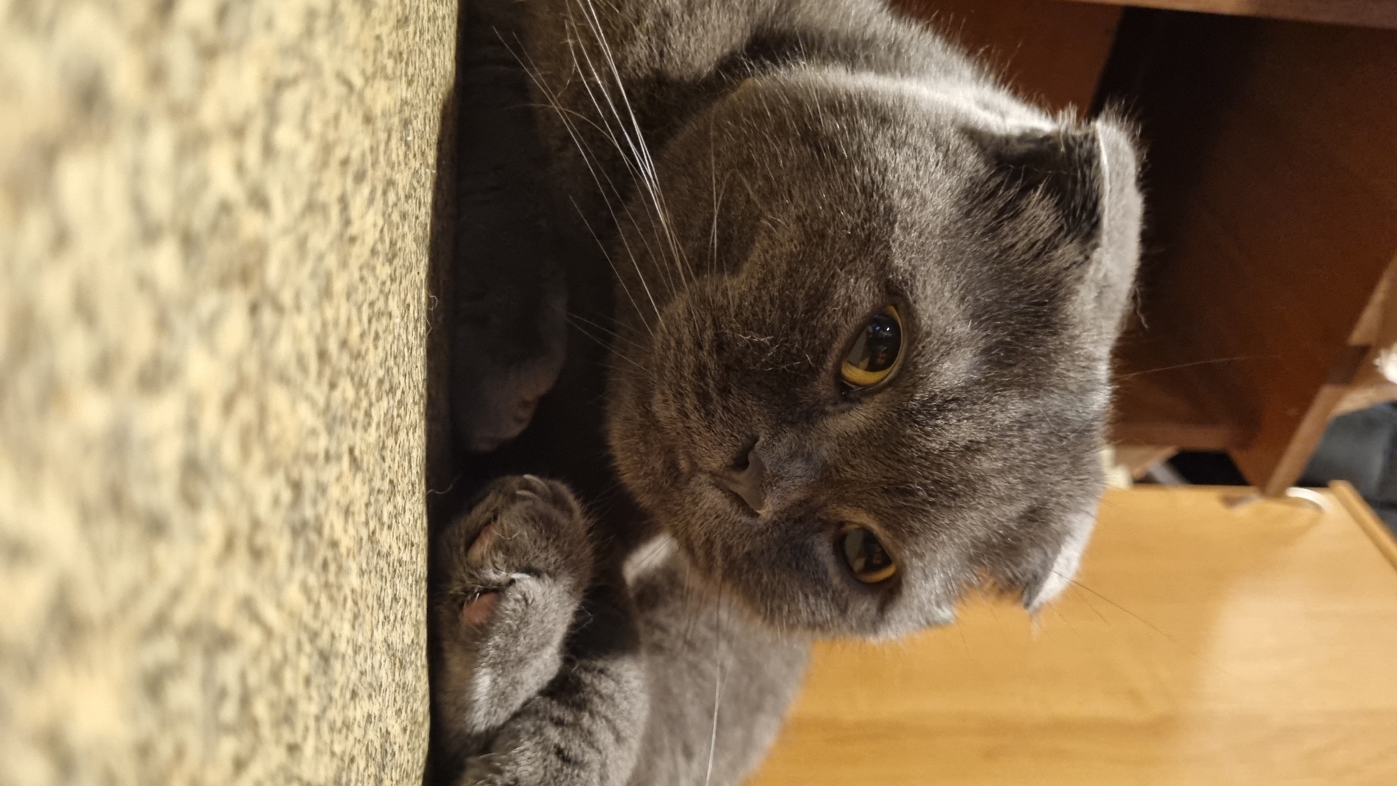 A close-up, eye-level shot features a gray Scottish Fold cat lying on a textured beige surface that appears to be a floor or carpet. The cat's ears are folded forward, characteristic of the breed. Its eyes are open and yellow, and its whiskers are prominent. The cat's paws are visible, with one paw resting gently on top of the other. The background consists of blurred wooden elements, suggesting an indoor environment. There is no indication of the city of Vysokoe, Russia, or any other specific location.