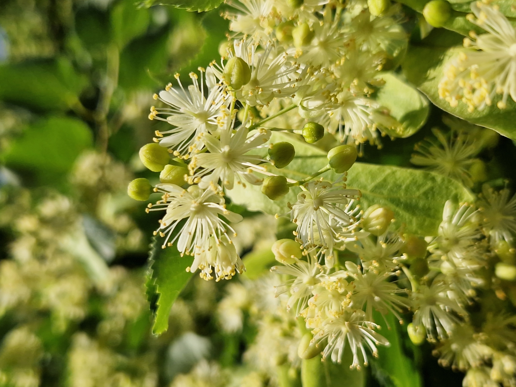 A close-up, macro photograph captures a cluster of small, white and yellow flowers and green buds on a tree branch, possibly linden blossoms, with soft-focus green leaves and other blossoms in the background. The scene is well-lit, suggesting it was taken outdoors in daylight. The image composition emphasizes the delicate details of the flowers and buds. No people or specific landmarks are visible that would indicate a precise location within Sofia, Bulgaria.