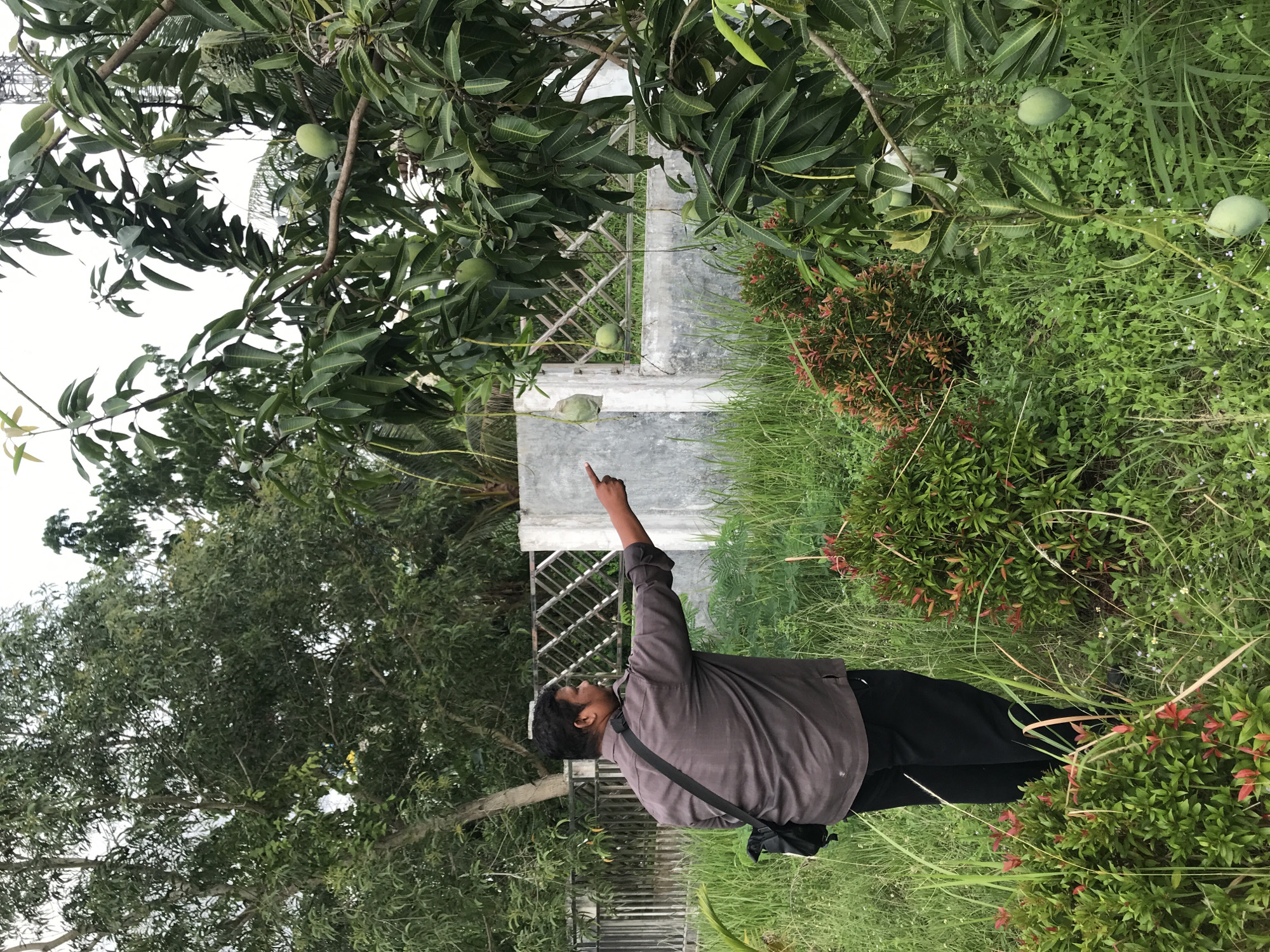 The photo shows a man standing in a grassy area in Lhokseumawe, Indonesia, pointing at green mangoes growing on a tree. The man is wearing a brown long-sleeved shirt and dark pants, with a black bag slung over his shoulder. A concrete structure and a metal fence are visible in the background, along with various plants and trees. The sky is overcast.