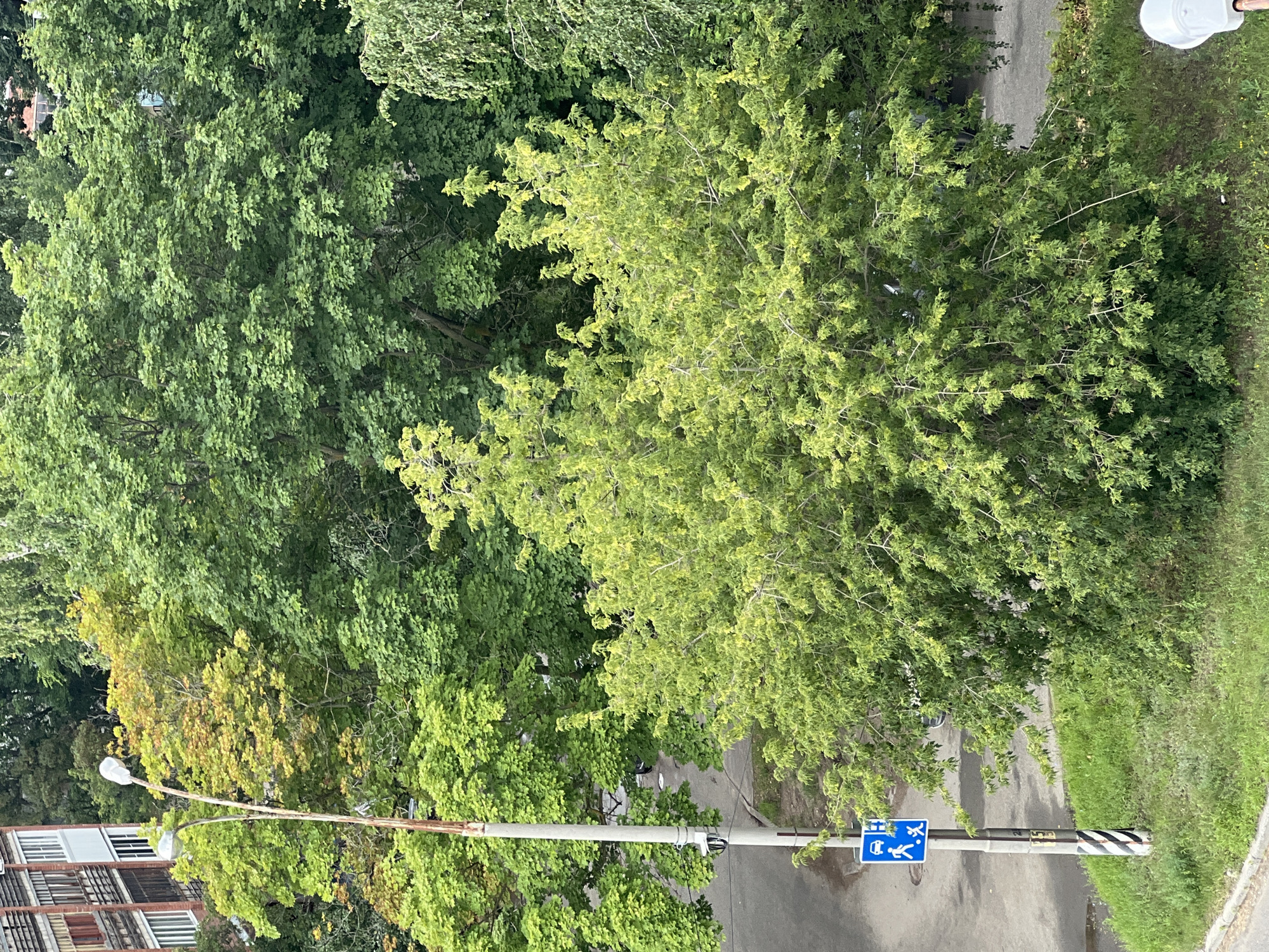 This aerial perspective captures a vibrant urban scene in Tolyatti, Russia, dominated by lush greenery and hints of residential and street infrastructure. In the foreground, a patch of well-maintained grass borders a paved area. A tall, grey lamppost stands prominently, adorned with a blue and white pedestrian crossing sign depicting an adult and a child. Beyond this, a dense canopy of trees, varying in shades of green, creates a natural barrier, obscuring much of the underlying urban landscape.
To the left, a multi-story building with a light-colored facade and windows is visible, suggesting a residential area. The building's architecture appears functional, typical of Soviet-era construction. The street below is paved, with hints of parked vehicles and the presence of another, smaller lamppost further down. The overall impression is one of a typical urban environment where nature and human development coexist, with a focus on pedestrian safety highlighted by the prominent sign. The season appears to be late summer or early autumn, as evidenced by the lushness of the foliage with some trees beginning to show hints of yellowing.
