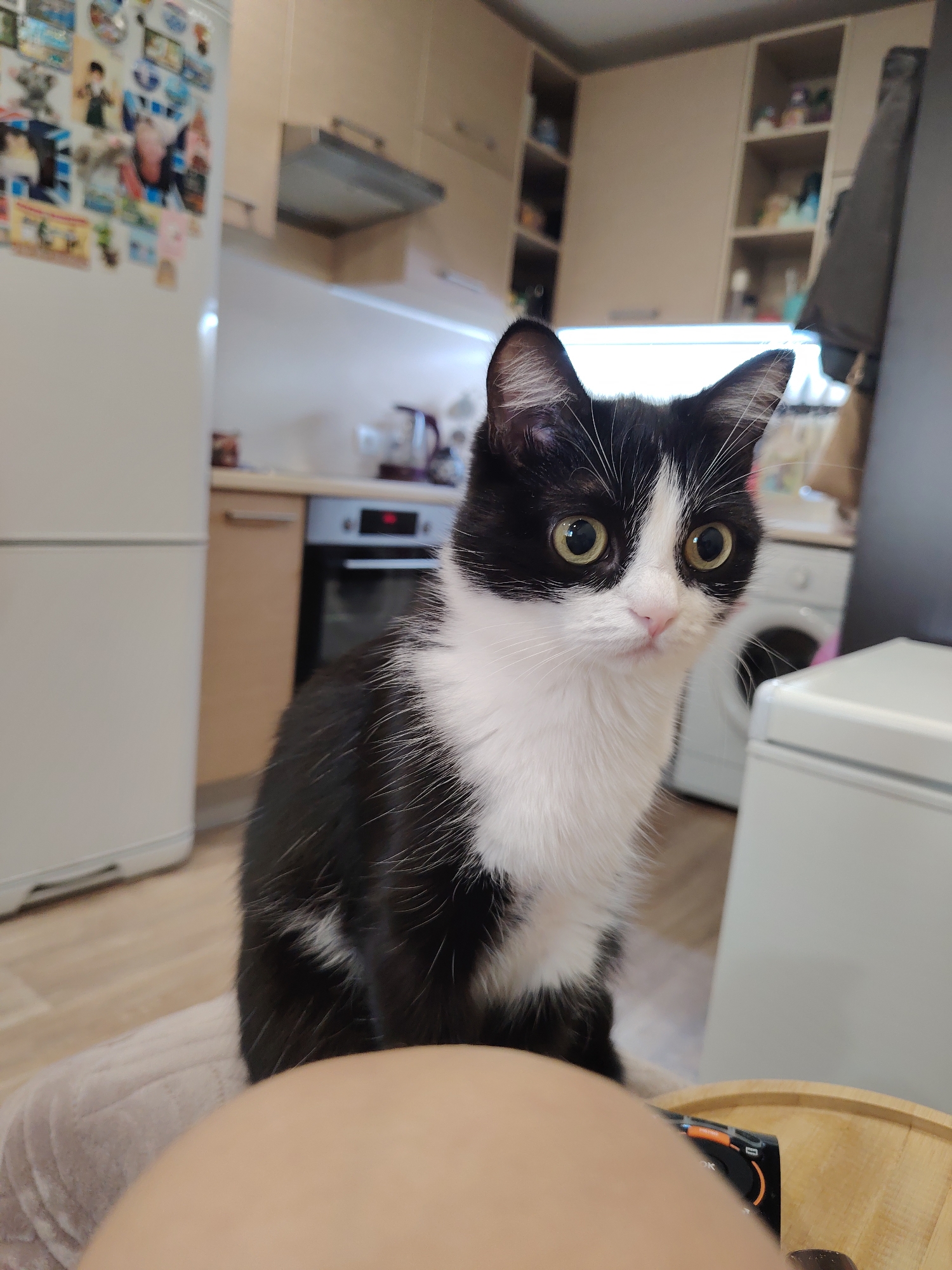 A black and white cat with large, curious eyes sits on a light-colored blanket in what appears to be a kitchen. The cat is the primary subject, positioned in the foreground and looking directly at the camera. Its fur is sleek and short, with distinct white markings on its chest, face, and paws.
The background suggests a domestic setting. To the left, a white refrigerator is visible, adorned with numerous colorful stickers or magnets. Further back, kitchen cabinets and a stove are partially visible, indicating a functional kitchen area. A washing machine is also discernible in the background.
The lighting suggests it might be daytime, or the kitchen is well-lit, with the light source appearing to come from above and slightly in front of the cat. The cat's expression is one of alert curiosity, with its pupils dilated. There is no discernible activity taking place beyond the cat's presence.
The overall scene is a candid snapshot, likely taken in a home environment. No specific time of day or weather conditions can be determined. The focus is on the cat and its immediate surroundings. There is some text visible on a small device in the lower right corner, but it is too blurry to be legible.