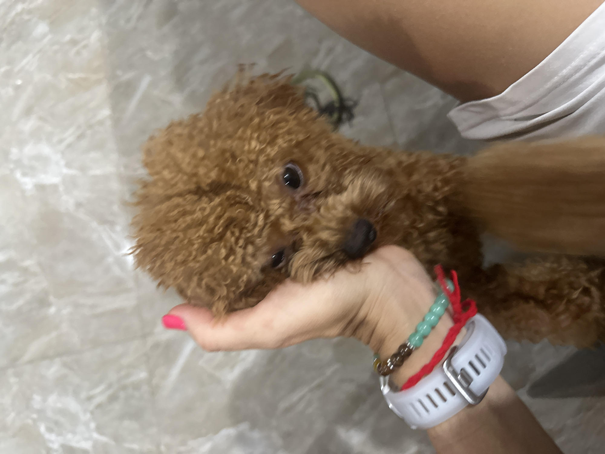 A tan or brown poodle-type dog is held in the palm of a person's hand with pink painted nails. The person's left wrist wears a white smart watch, a bracelet with brown and green beads, and a thin red cord bracelet. The background is out of focus but appears to be an indoor setting with grey-white patterned floor tiles.