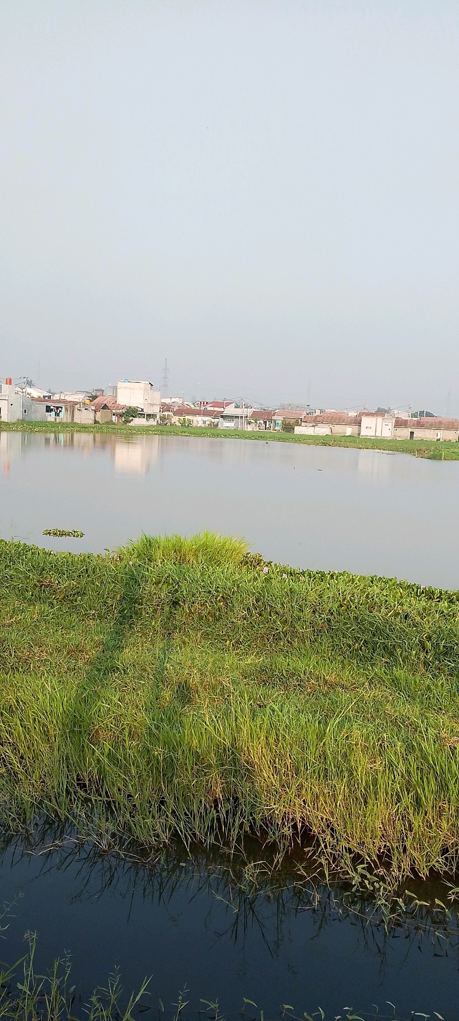 The image depicts a tranquil scene in the city of Satriajaya, Indonesia, focusing on a body of water with a densely vegetated bank in the foreground. The water's surface reflects the pale sky and a distant line of buildings, suggesting a settlement or urban fringe. On the right side of the water, a lush green grassy embankment slopes down towards the water, interspersed with patches of water hyacinths and a few small purple flowers. The grass appears tall and somewhat unkempt, with some sections showing a golden hue, indicating potential dryness or the time of day. In the background, a collection of low-rise buildings with red-tiled roofs and white walls are visible, clustered together. Power lines and utility poles rise above the buildings, hinting at the presence of infrastructure. The sky is largely overcast and pale, creating a diffused light across the scene. The overall impression is one of a quiet, natural area adjacent to a residential or commercial zone.