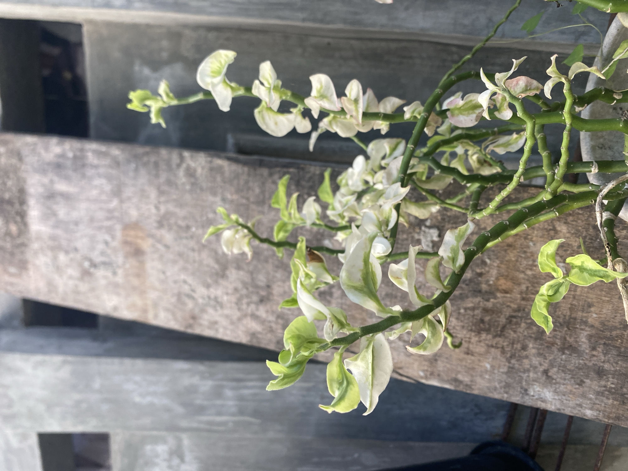 The image shows a plant with green and white variegated leaves and green stems, likely a Devil's Backbone plant (Euphorbia tithymaloides), growing near a grey wooden structure. The location is Buketteukuh, Indonesia. The scene is a close-up shot taken outdoors during daylight. There are no people visible. The plant is the primary subject, positioned partially in the frame, with the wooden structure in the background. There are no discernible actions or interactions. The environment suggests a garden or cultivated area.
