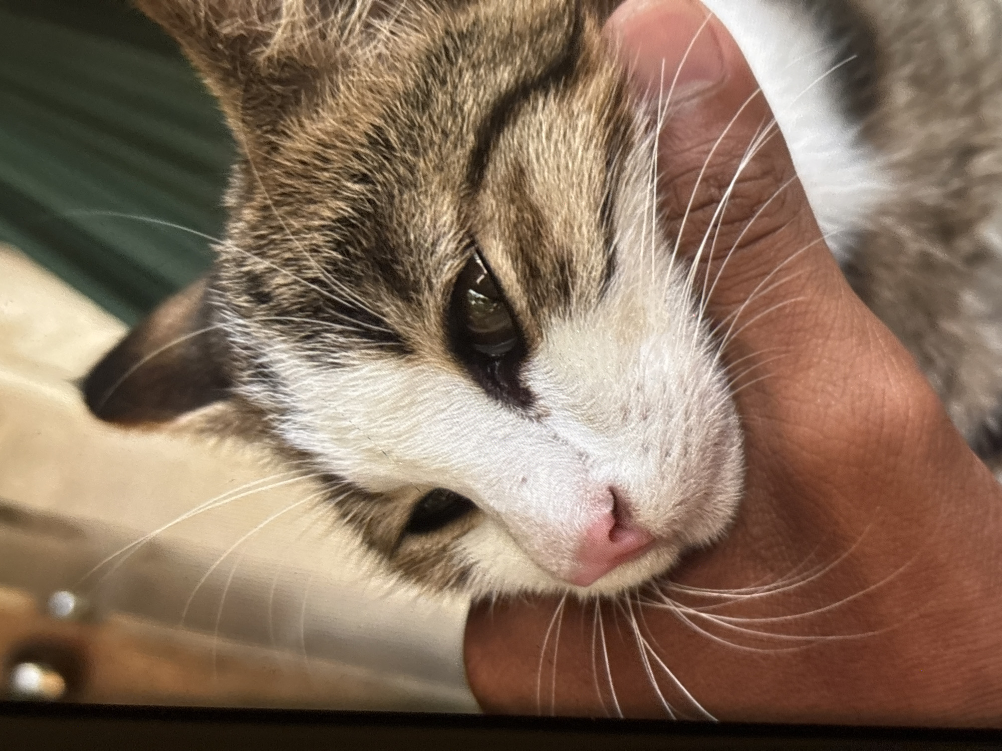 The image shows a close-up of a cat's head, with a person's hand cradling its chin. The cat has white and brown tabby markings, with a pink nose and green eyes. The background is blurred but appears to be indoors with a dark green fabric visible. The scene is not specific to any particular location in Chalong, Thailand.