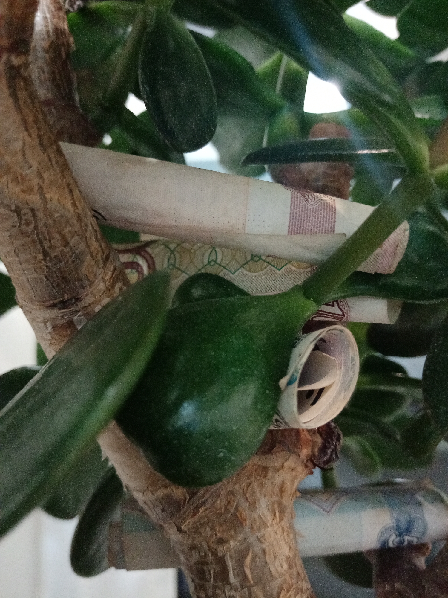 This image depicts a jade plant (Crassula ovata). Several rolled-up banknotes are tucked among the branches and leaves of the plant. Based on the visual characteristics of the banknotes, they appear to be Russian Rubles. Therefore, the image suggests a possible location within Russia, but without further details, it is impossible to confirm the city of Elektrostal. The lighting is indoor and natural. The composition centers on the intersection of plant matter and currency, with a shallow depth of field.