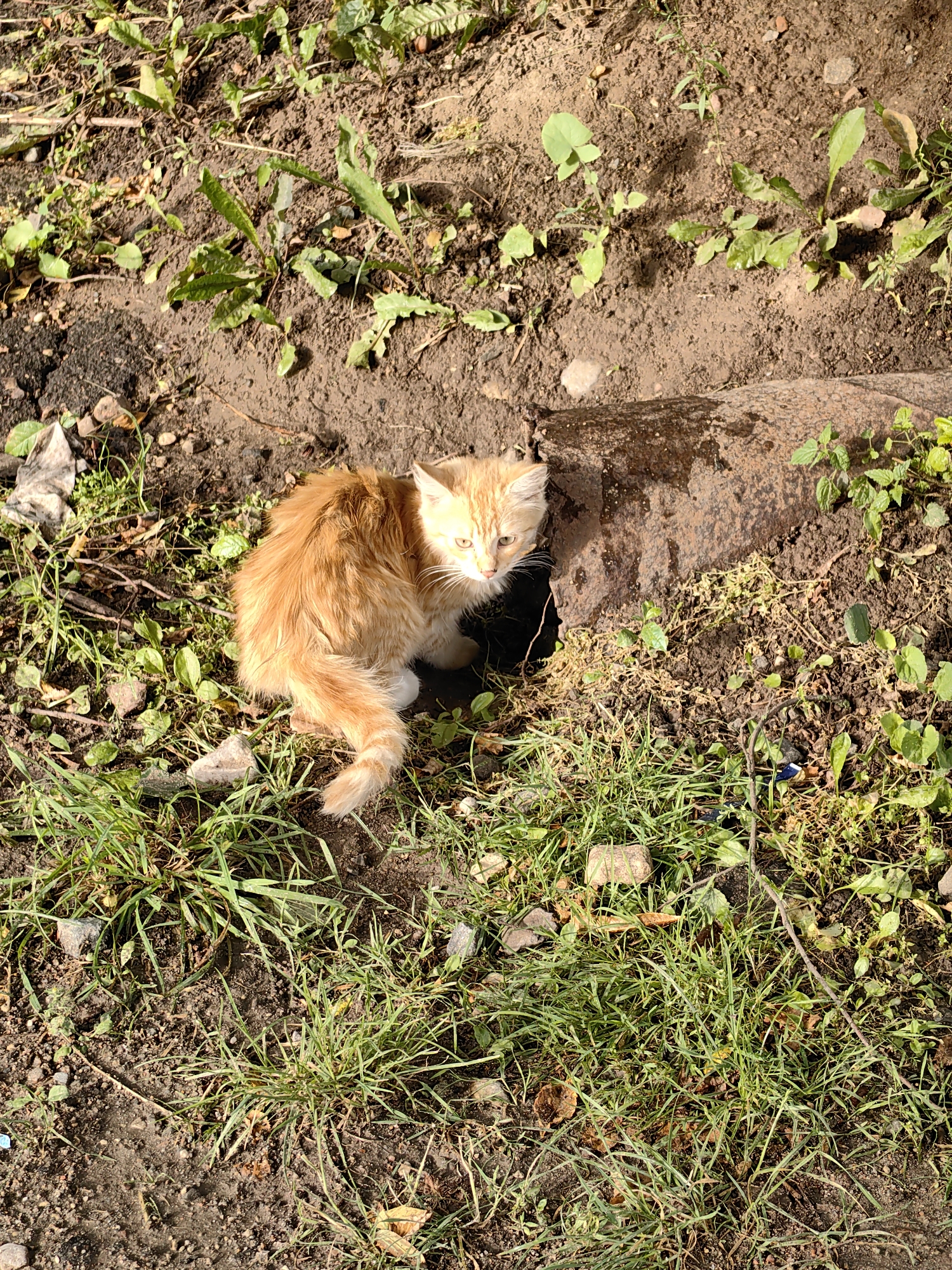 An orange kitten with white markings sits in a hole in the ground next to a rusty pipe. The ground is a mix of dirt, grass, and fallen leaves. The kitten is looking to the right with its mouth slightly open. The scene is lit by sunlight, casting shadows. The location is identified as Fanipal, Belarus, based on the provided context.