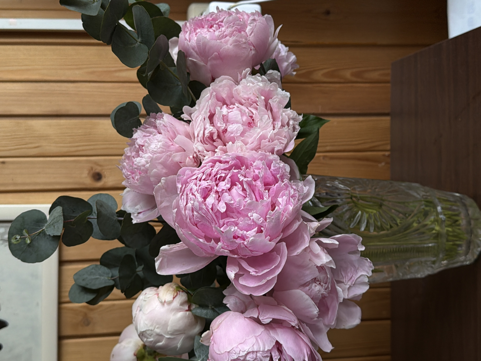 The image displays a vibrant bouquet of pink peonies and dark green eucalyptus leaves, presented in a clear, ornate glass vase. The peonies range in color from light to medium pink, with some fully bloomed showcasing their numerous, ruffled petals, while others appear as tighter buds. The eucalyptus branches, with their distinct round leaves, are interspersed among the flowers, adding a contrasting texture and cooler hue to the arrangement.
The bouquet is positioned indoors, likely on a surface, with a background primarily composed of light brown, horizontally aligned wooden wall paneling. To the right, a darker brown piece of furniture or cabinet is visible, extending vertically. On the far left, a small portion of a light-colored object, possibly a framed picture or white wall, can be seen.
The scene captures a static decorative display, highlighting the natural beauty of the flowers. The lighting is soft, illuminating the delicate details of the petals and the glossy texture of the leaves. There are no people visible, and no specific activity is taking place other than the presentation of the bouquet. No visible text is present in the image. The overall impression is one of tranquility and natural elegance.