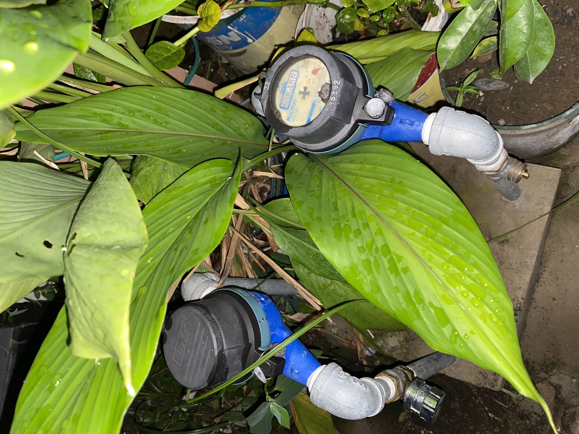 The image shows two water meters positioned amongst large, green leaves, likely from a tropical plant, in an outdoor setting. The leaves appear wet, possibly from recent rain or watering. The water meters are connected to grey pipes and have black and blue casings. One meter has a visible dial with numbers and a serial number "715292". The background is dark, suggesting it is nighttime or a shaded area. The presence of large tropical plants, coupled with the outdoor installation of water meters, is consistent with many residential or commercial areas in Davao City, Philippines, where such vegetation is common and water infrastructure is widespread. No people are visible in the image. The scene depicts a functional utility setup integrated into a natural environment.
