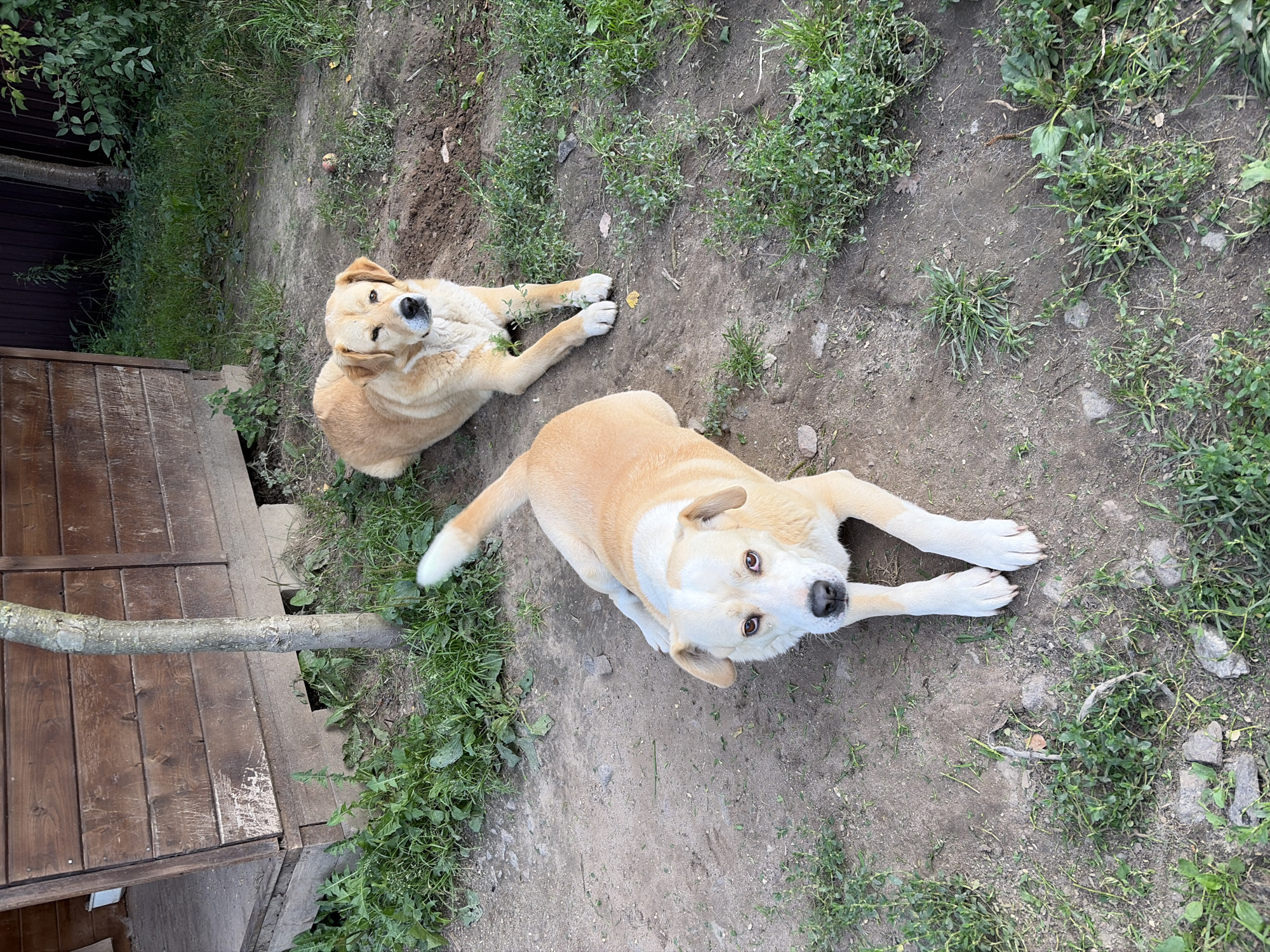 Two light-colored dogs are lying on the ground in front of a wooden structure. The dog in the foreground is facing the camera, while the dog in the background is looking to the side. The ground is dirt and covered with some grass. The wooden structure appears to be a shed or doghouse, with a sloped roof and horizontal wooden siding. The scene is outdoors, in what appears to be a backyard or rural area. The city of Imeni Vorovskogo, Russia, is not depicted in the image.