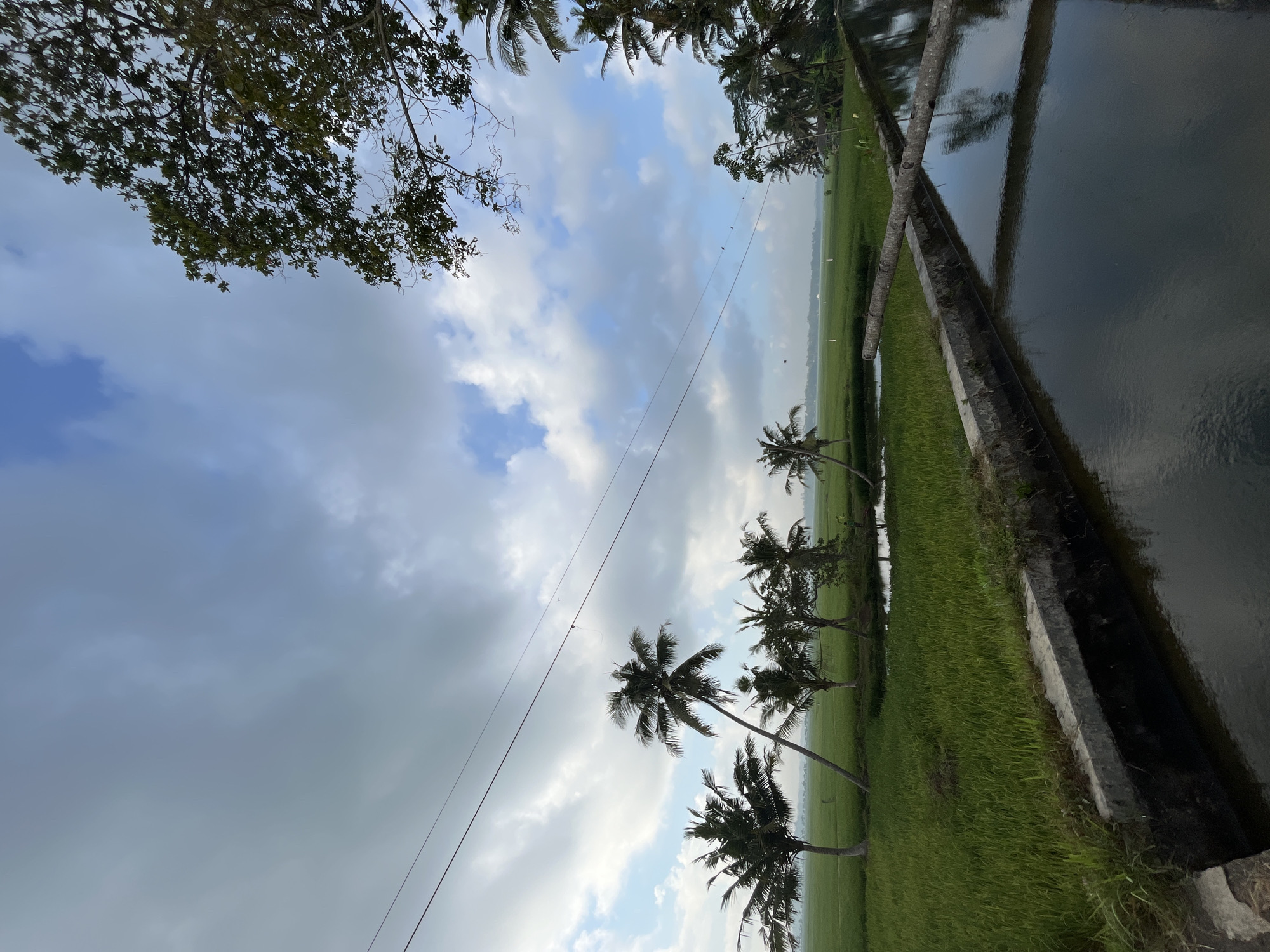A wide-angle, slightly low-angle shot captures a serene landscape of rice paddies and coconut trees under a cloudy sky in Tambakreja, Indonesia. The foreground features a dark, reflective canal with a concrete edge and two fallen palm logs lying across it. The water mirrors the sky and the surrounding greenery. Beyond the canal, vibrant green rice paddies stretch towards the horizon, dotted with small ponds and several slender palm trees. In the upper left and right corners, the branches of mature trees frame the scene. Power lines traverse the sky horizontally, with a few small birds perched on them. The overall atmosphere is peaceful and natural.