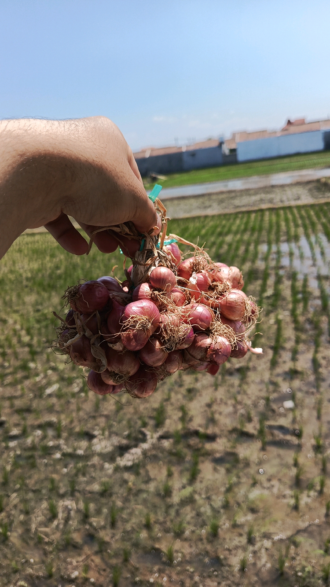 A person's hand holds a bundle of shallots tied together with a green string. The shallots are small, round, and have a reddish-purple skin with dry, stringy tops. The hand is positioned in the foreground, with the shallots hanging in front of the viewer.
In the background, a rural landscape is visible under a clear blue sky. The landscape appears to be a rice paddy, with rows of young green rice plants visible in the muddy water. Further in the distance, there are buildings with red-tiled roofs, suggesting a residential area. The overall scene is brightly lit, indicating it is daytime, likely with a lot of sunshine. The location is identified as Babadan, Indonesia, which is consistent with the agricultural setting of rice paddies.