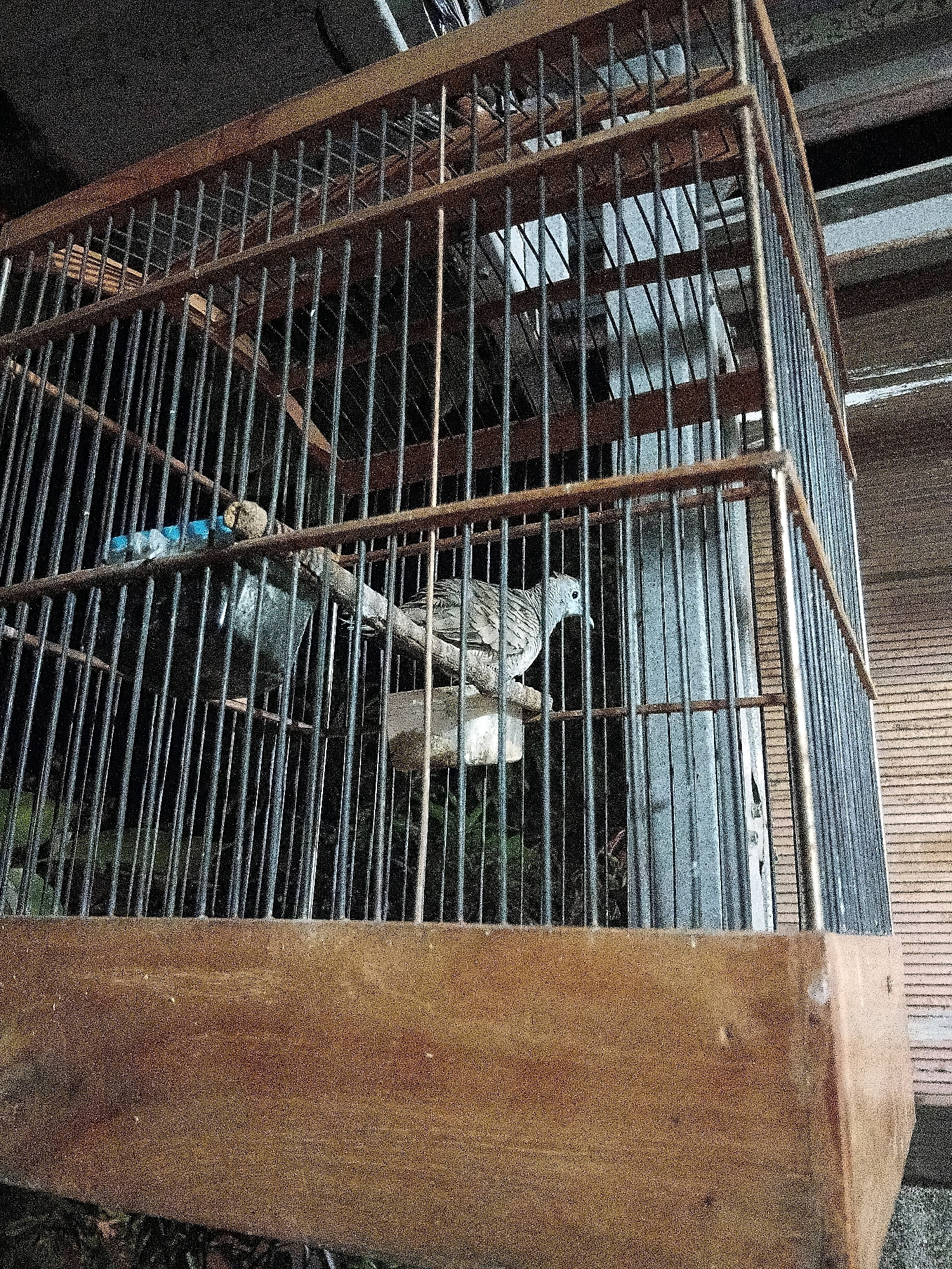 A zebra dove is perched on a wooden dowel inside a wooden birdcage. The dove is facing left and has its beak slightly open. The cage is made of thin metal bars and wooden frames. There is a blue object, possibly a water dispenser, attached to the bars above and to the left of the dove. In the background, the environment appears to be outdoors with hints of a wooden wall and possibly some greenery. The lighting suggests it is daytime. There are no people visible in the image. The image appears to be taken in Cikal, Indonesia, based on the context provided.
