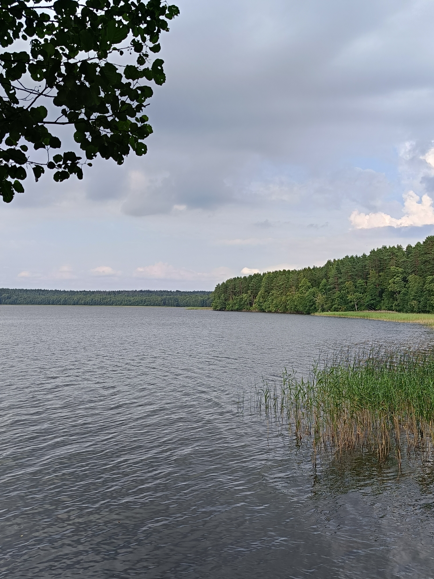 The image depicts a tranquil lake scene with a dense forest lining the opposite shore. In the foreground, the dark, rippling water of the lake fills the majority of the frame, with a cluster of tall, green reeds growing along the right bank. The far shore is dominated by a thick, green forest of pine and deciduous trees, stretching horizontally across the horizon. The sky above is overcast with scattered clouds, casting a soft, diffused light over the landscape. A branch with dark green leaves hangs into the upper left corner of the frame, providing a natural border to the composition. The image appears to have been taken from a low vantage point, possibly from the edge of the lake or a small boat. The scene evokes a sense of peacefulness and natural beauty.