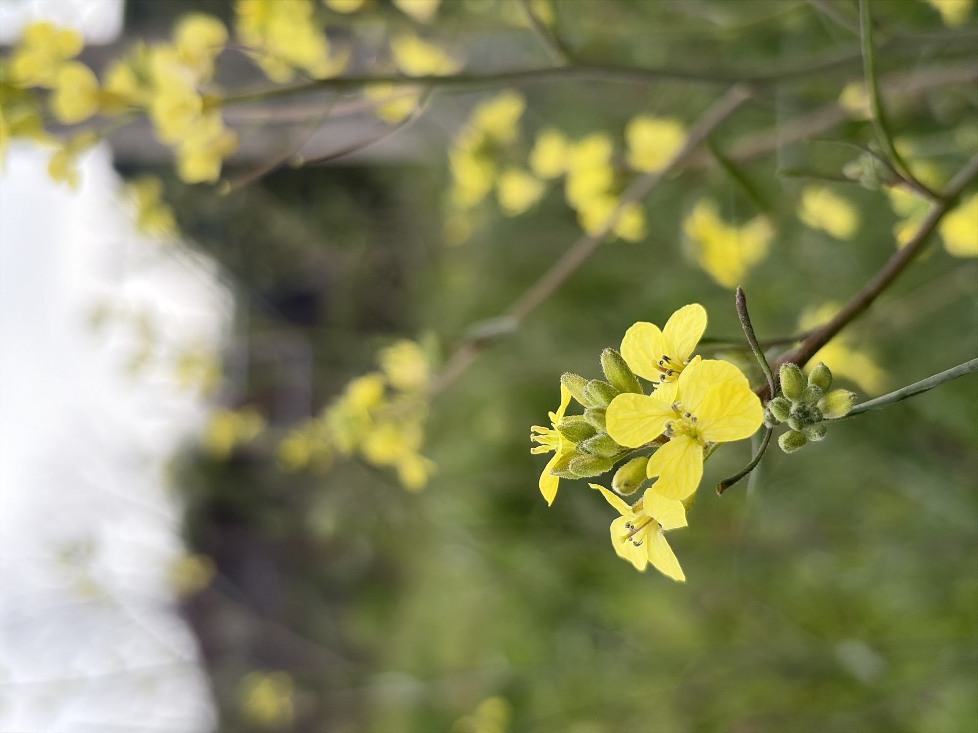 A close-up shot shows a cluster of yellow flowers on a thin brown stem, with several buds still unopened. The flowers have four petals each and prominent pistils. The background is a blurry mix of green and white, suggesting foliage and possibly a bright sky. Other yellow flowers are visible in the background but are out of focus. The scene appears to be outdoors, likely in a garden or natural setting. The location is Unknown, Unknown.