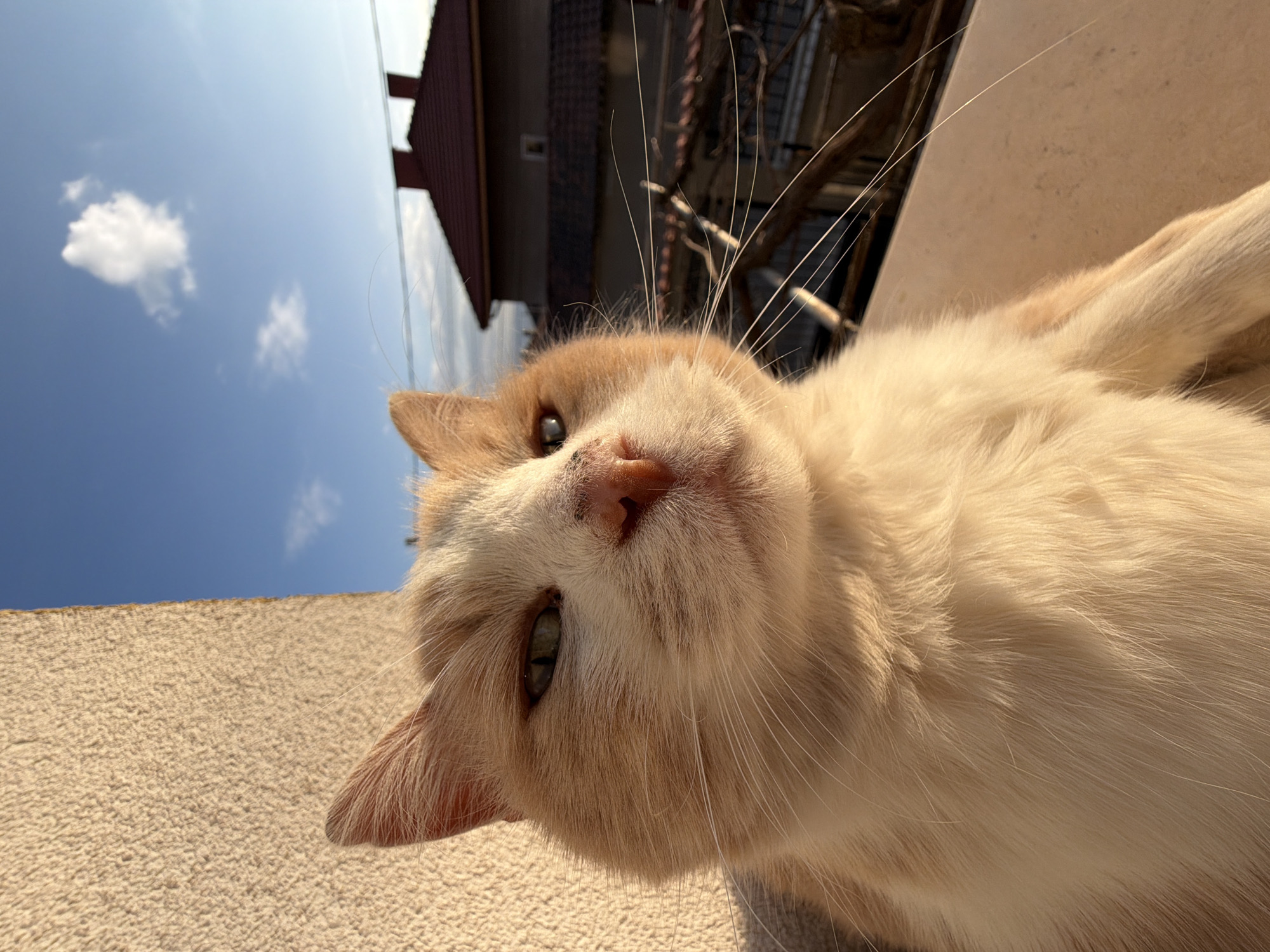 A domestic shorthair cat, predominantly white with ginger patches on its head, ears, and body, is positioned in the foreground, facing slightly left. Its left eye, appearing yellowish-green and partially closed, is visible. The cat has a pink nose with minor dark flecks and prominent, long white whiskers extending horizontally. It rests on a light-colored, horizontal surface, illuminated by warm, low-angle sunlight from the right, which highlights its fur. To the left, a textured, light-beige stucco wall is visible. The background features a clear blue sky with two distinct white cumulus clouds. Below the horizon, residential buildings with dark reddish-brown tiled roofs are present, indicative of a town or village setting in Buhovo, Bulgaria. Bare tree branches are visible below the rooftops, and a thin, dark utility wire or cable traverses the upper-mid background horizontally. No human subjects or interactions are present.