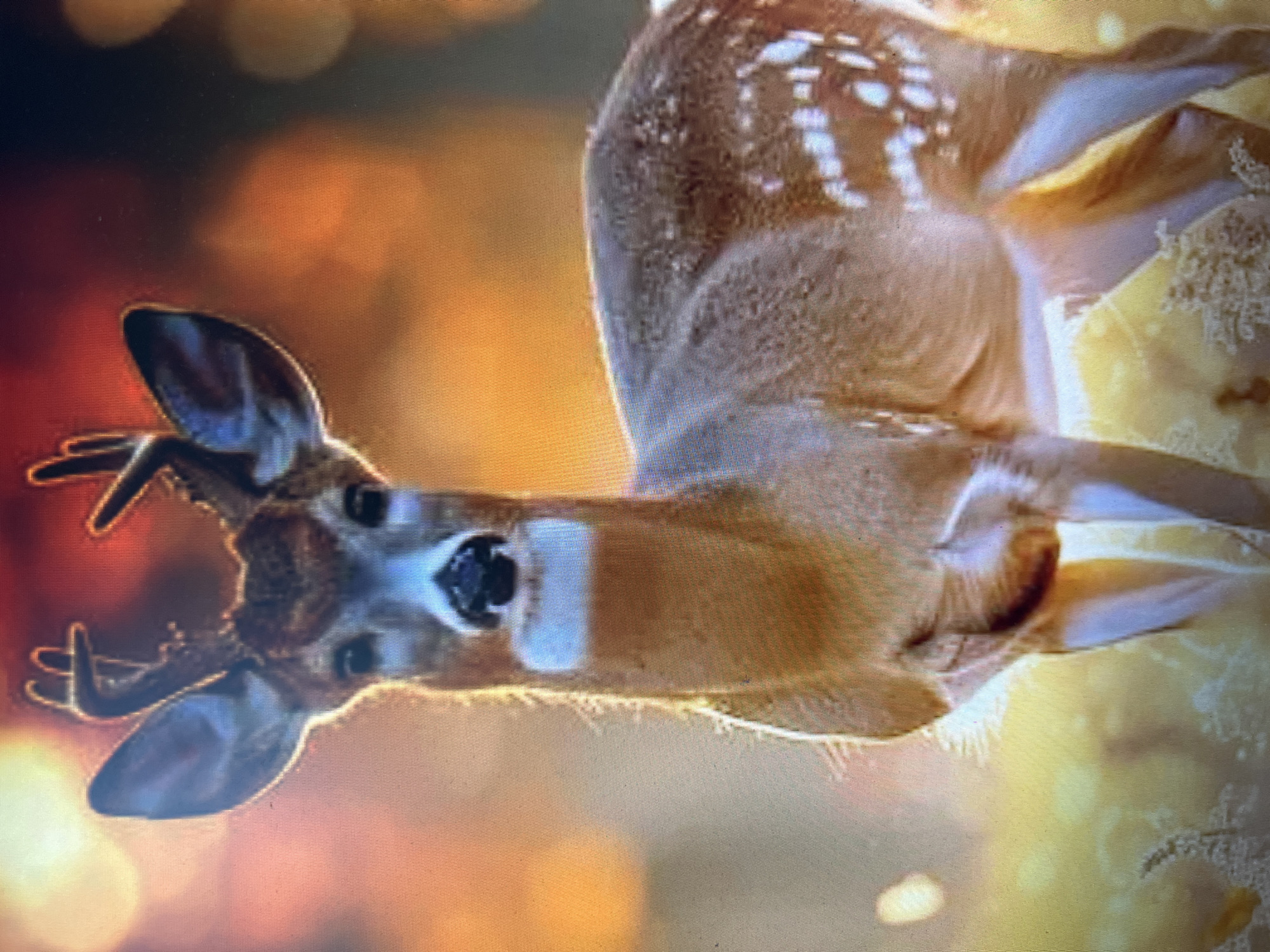 This media file shows a close-up, rotated image of a young deer with short antlers. The deer's face is visible, with dark eyes and a white stripe down its snout. Its ears are pointed upwards. The deer's body is also visible, with brown fur and white spots. The background is out of focus, with warm, blurred colors, suggesting either sunlight or artificial lighting. The overall impression is of a serene moment in a natural setting, possibly at dawn or dusk, given the warm light. There is no visible text in the image. The location context provided is Kanash, Russia, but there are no specific visual cues in the image to confirm this location.