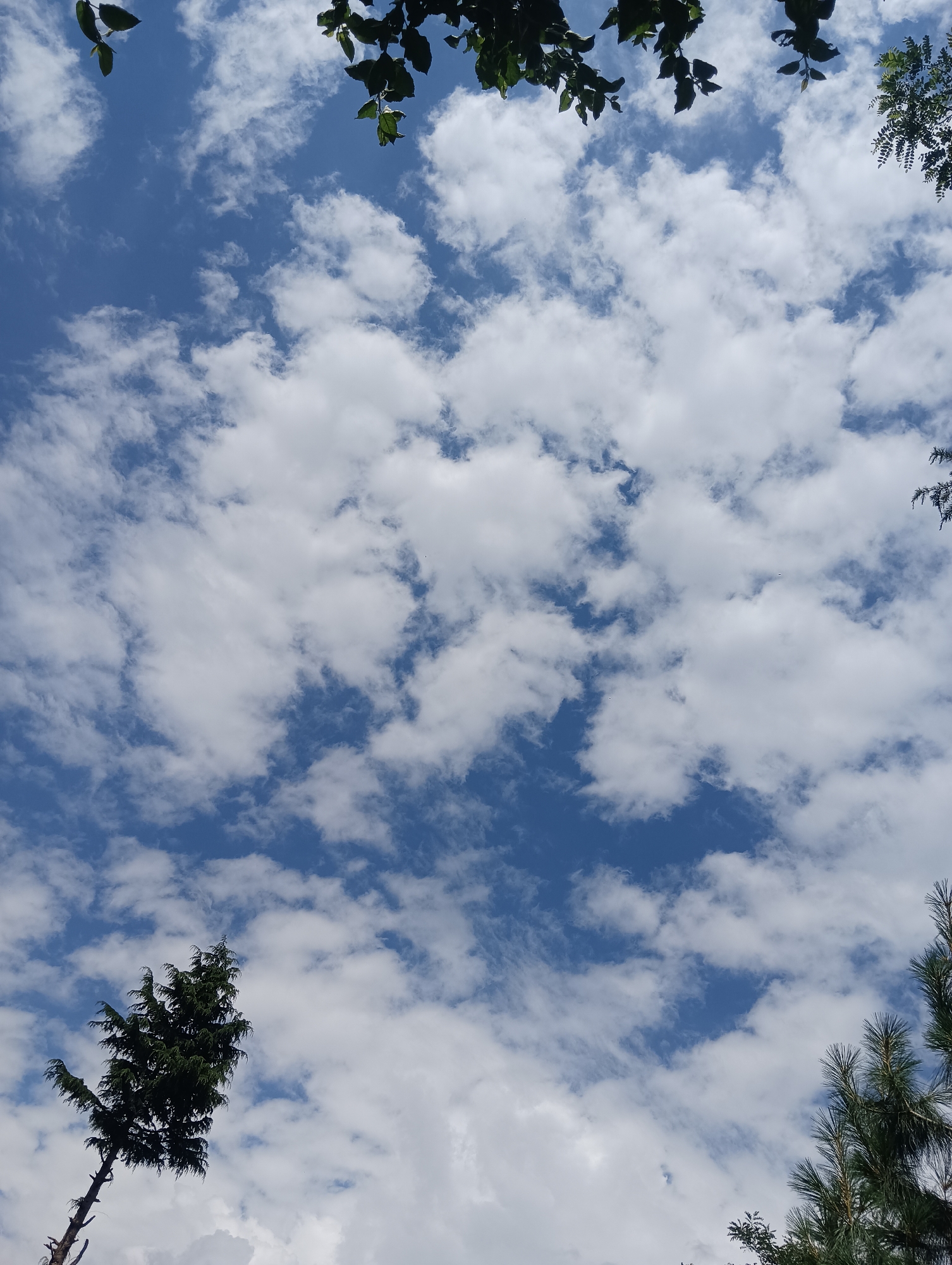 The image depicts a bright blue sky filled with scattered white clouds, viewed from below. Lush green foliage from trees hangs into the frame from the top and edges, framing the sky. In the lower left portion of the image, a tall, slender evergreen tree is visible, leaning slightly. The scene appears to be outdoors, likely in a natural or semi-natural environment. The location is identified as Majhach, India. There are no people or discernable actions taking place in the image.