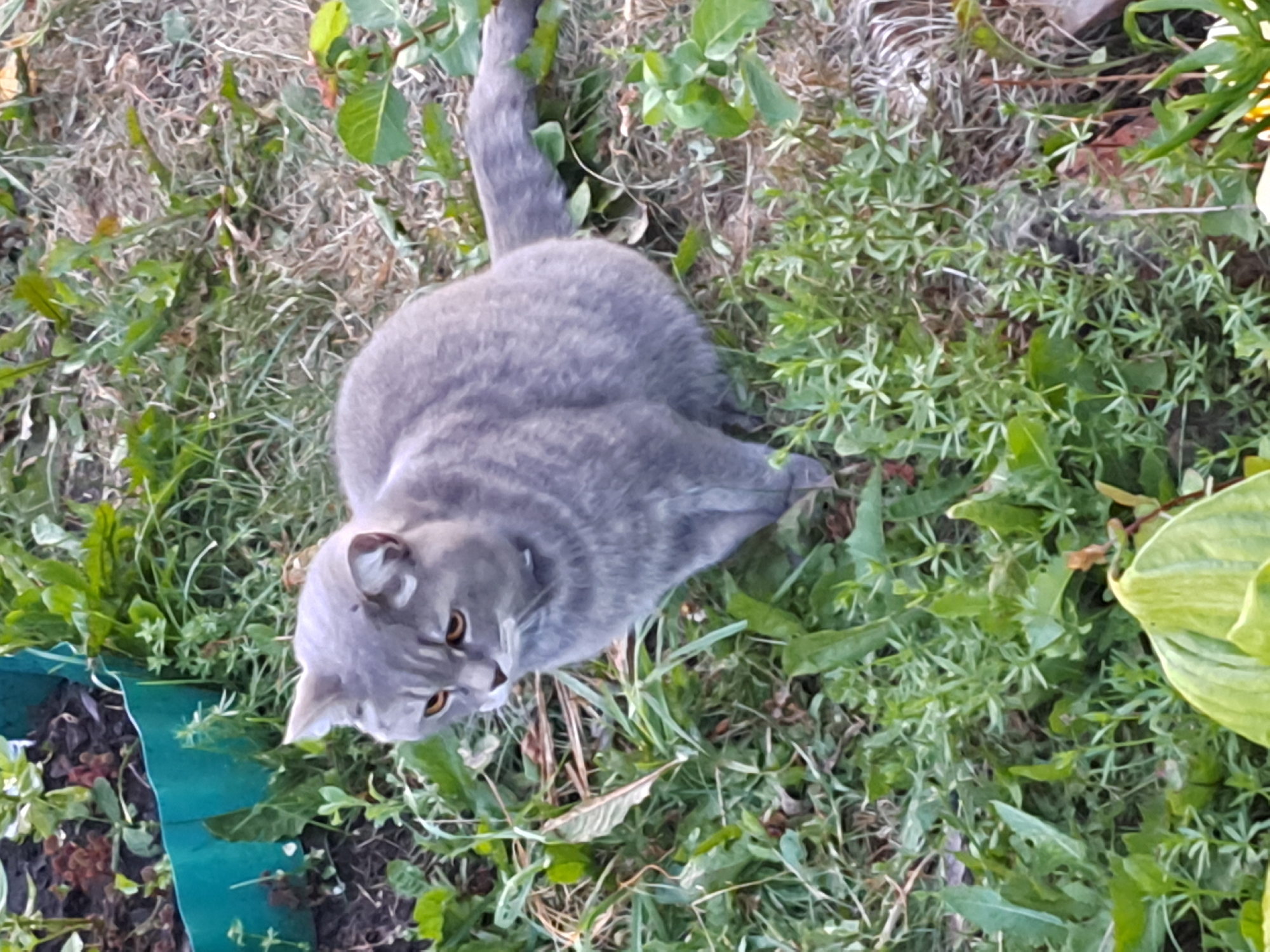 A gray cat with orange eyes sits on the ground, partially surrounded by green foliage and dry grass. The cat is facing to the left of the frame, with its body angled slightly forward. In the background, a portion of a green garden border is visible. The scene appears to be outdoors, likely in a yard or garden in the city of Chernetsk, Russia.