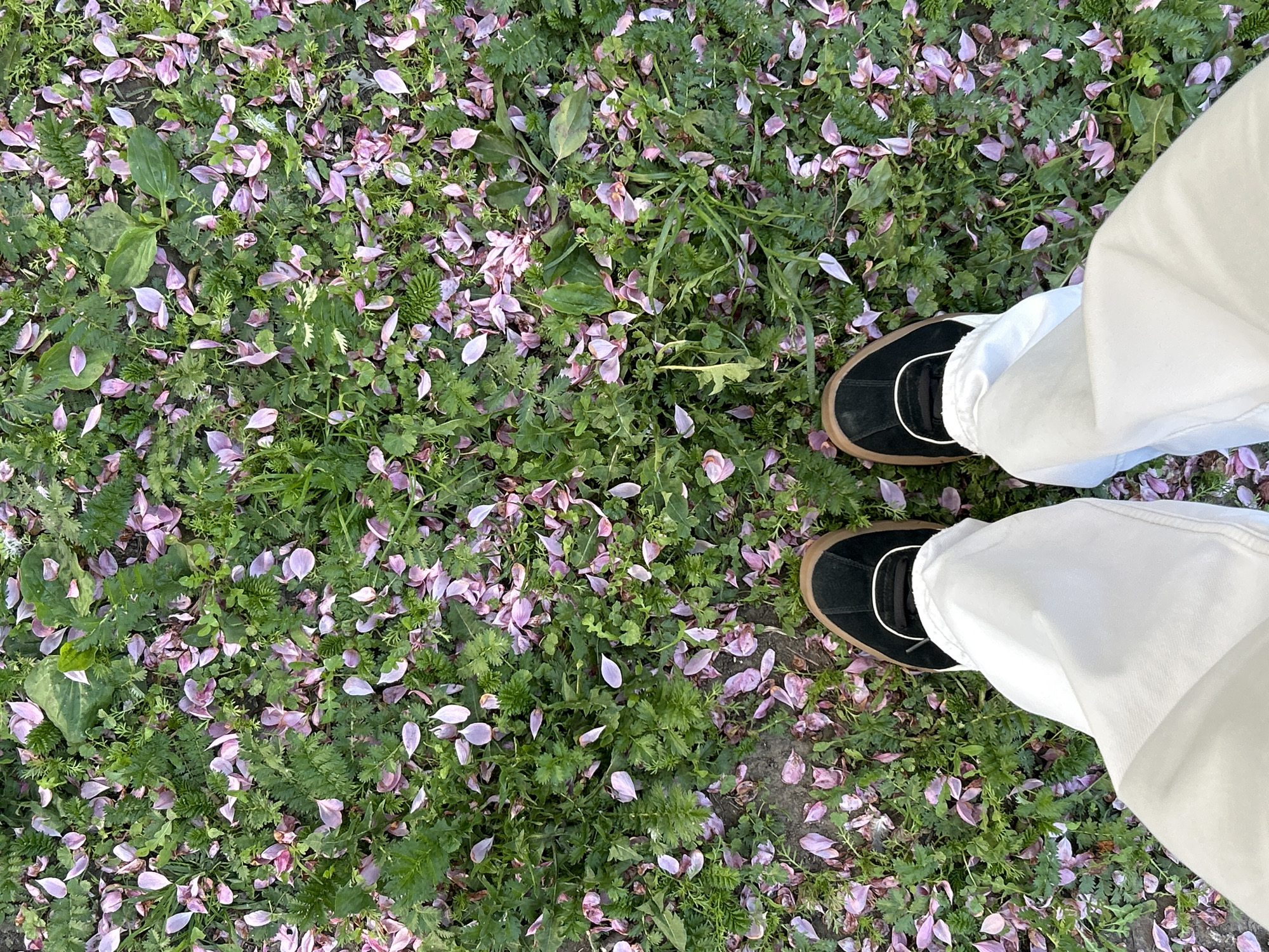 An eye-level, full shot depicts a patch of greenery interspersed with fallen, light pink petals, likely from a blossoming tree. Two feet, wearing dark suede shoes with light-colored laces and tan soles, and white pants, stand on the patch. The setting is natural and appears to be outdoors. The location in Saint Petersburg, Russia is not evident from the visual information.